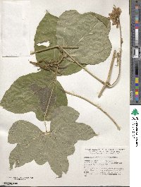 Pueraria montana var. lobata image