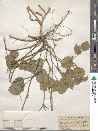 Neustanthus phaseoloides image