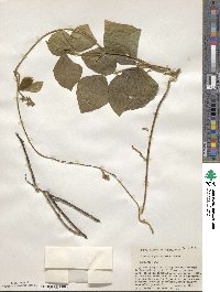 Neustanthus phaseoloides image