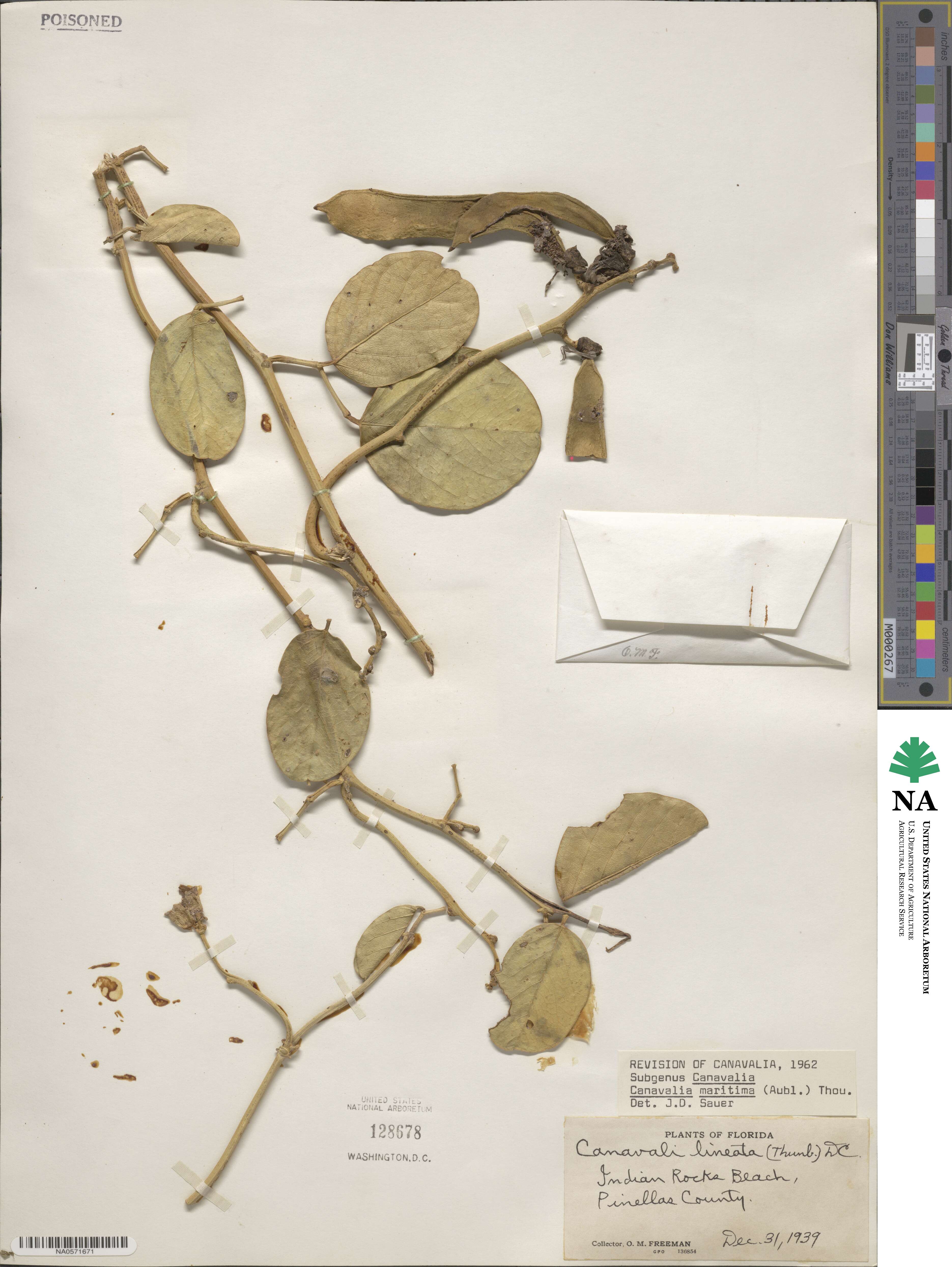 Canavalia lineata image