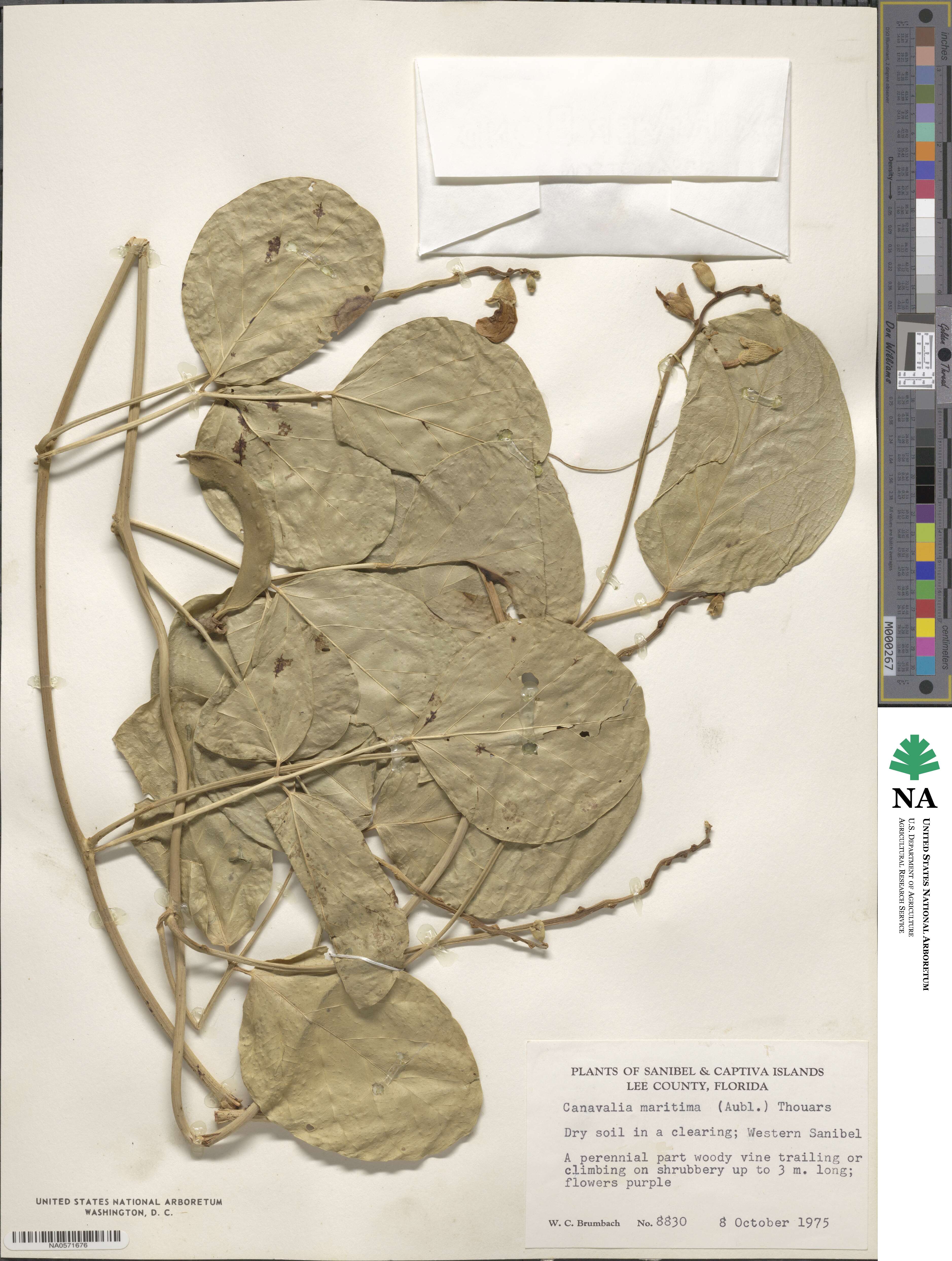 Canavalia rosea image