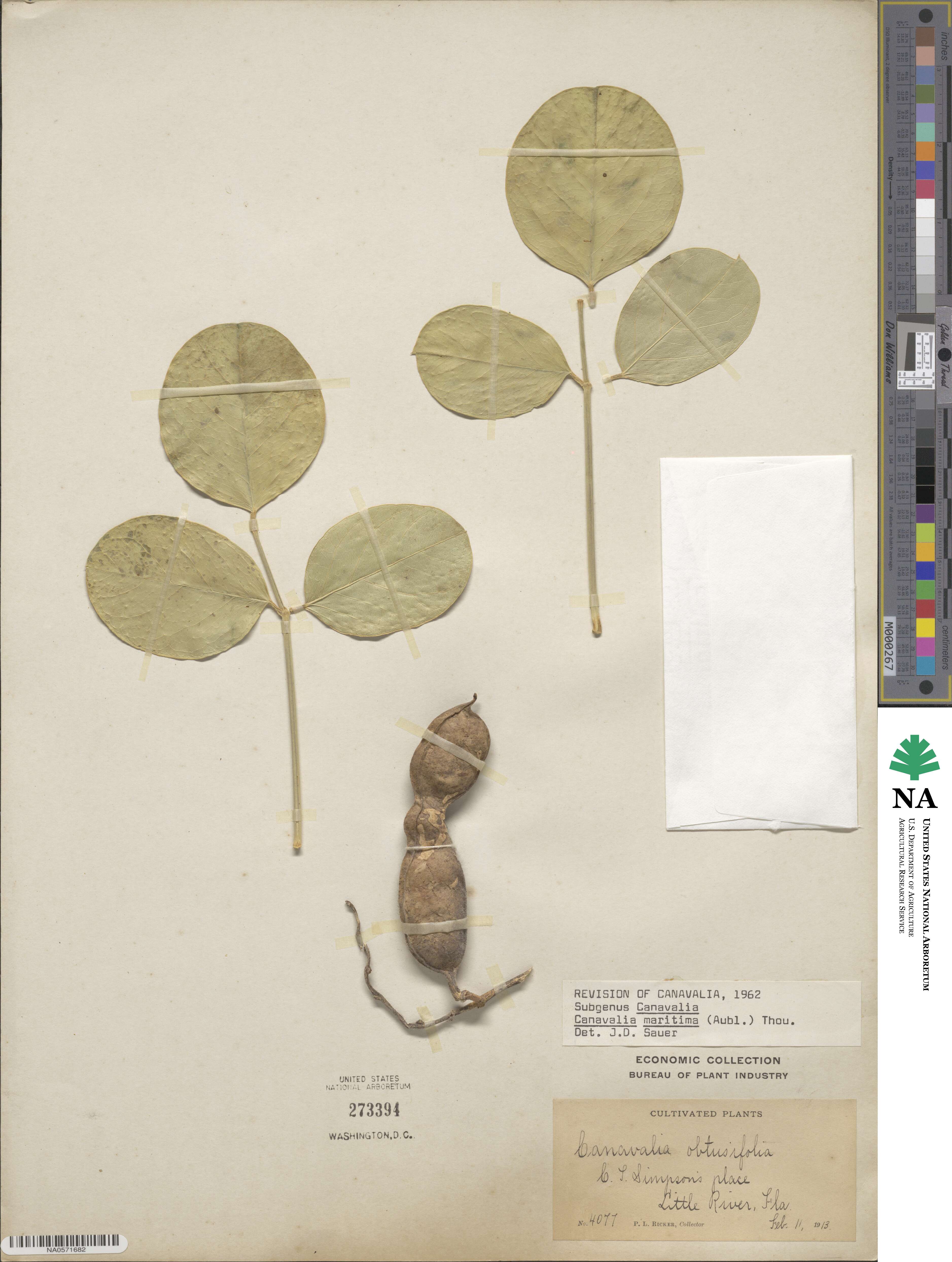Canavalia rosea image