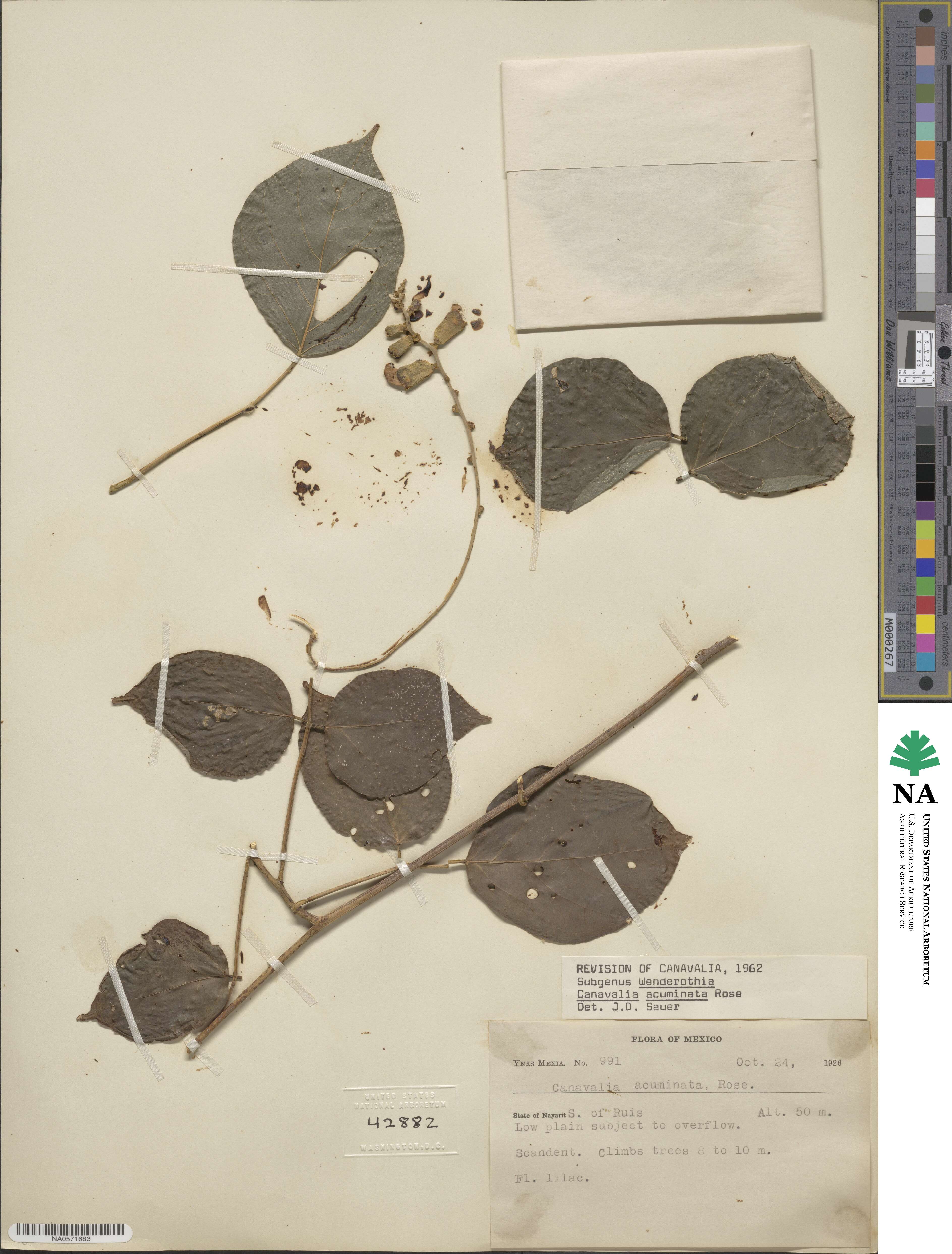 Canavalia acuminata image