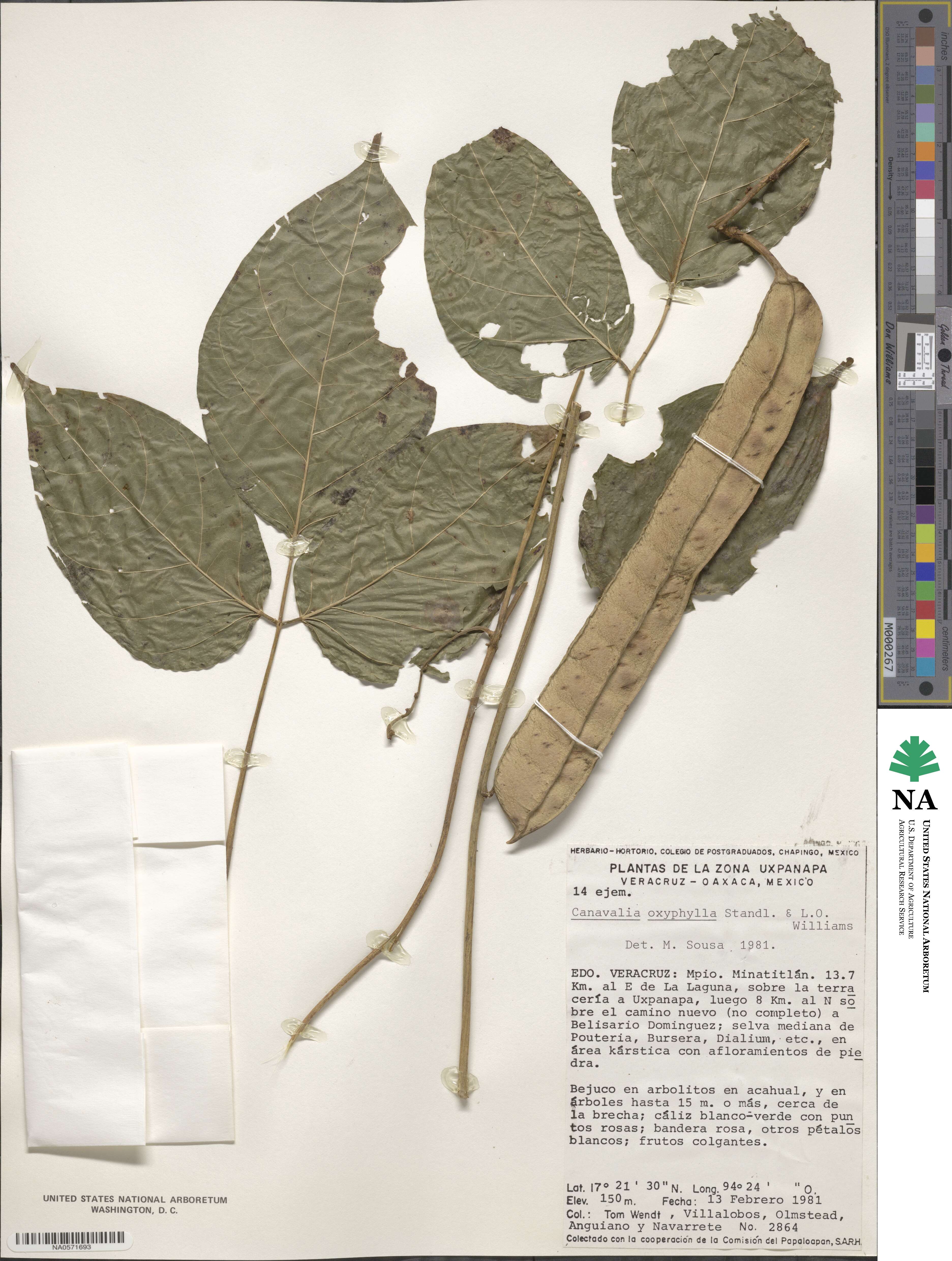 Canavalia oxyphylla image