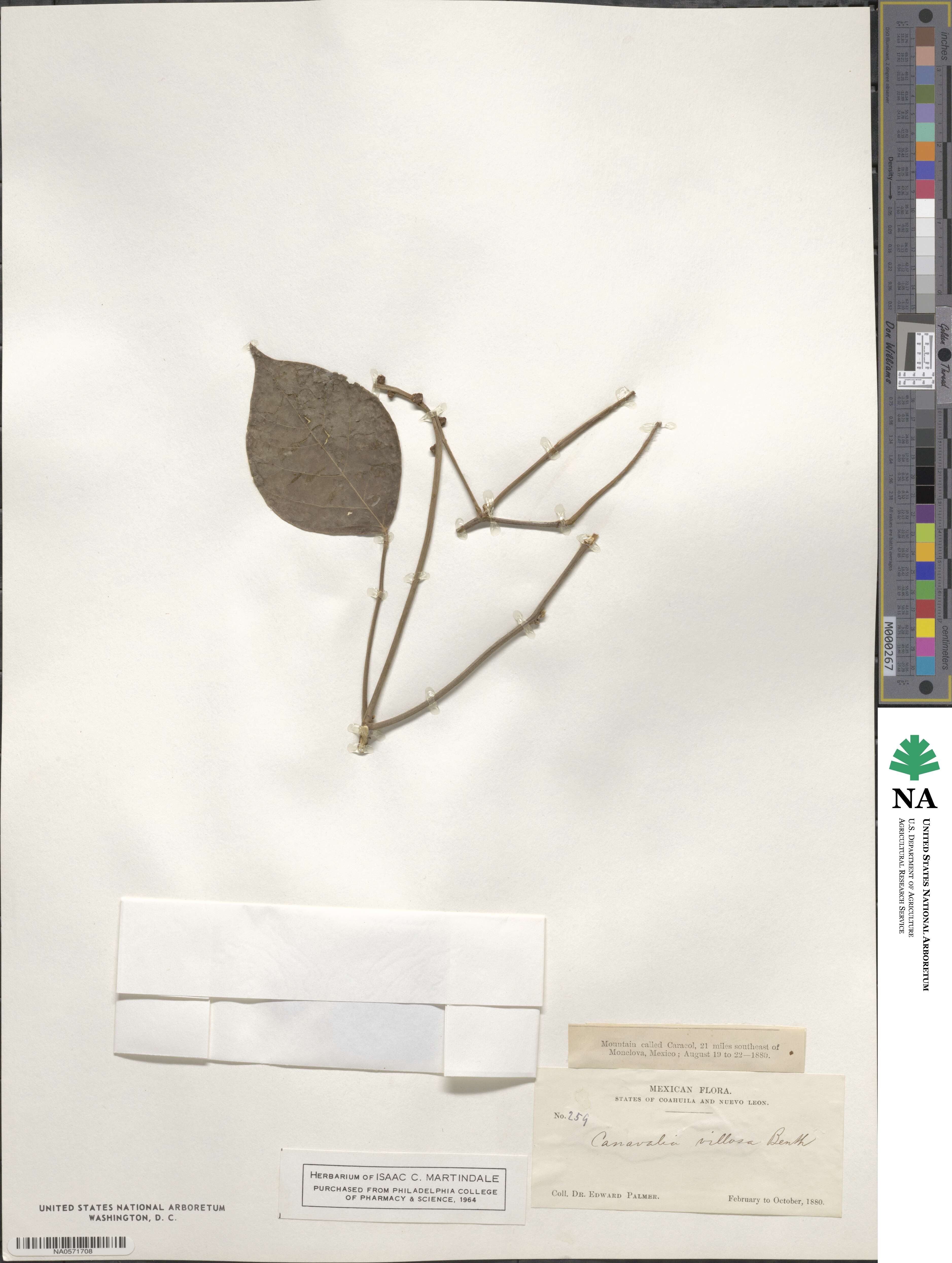 Canavalia villosa image