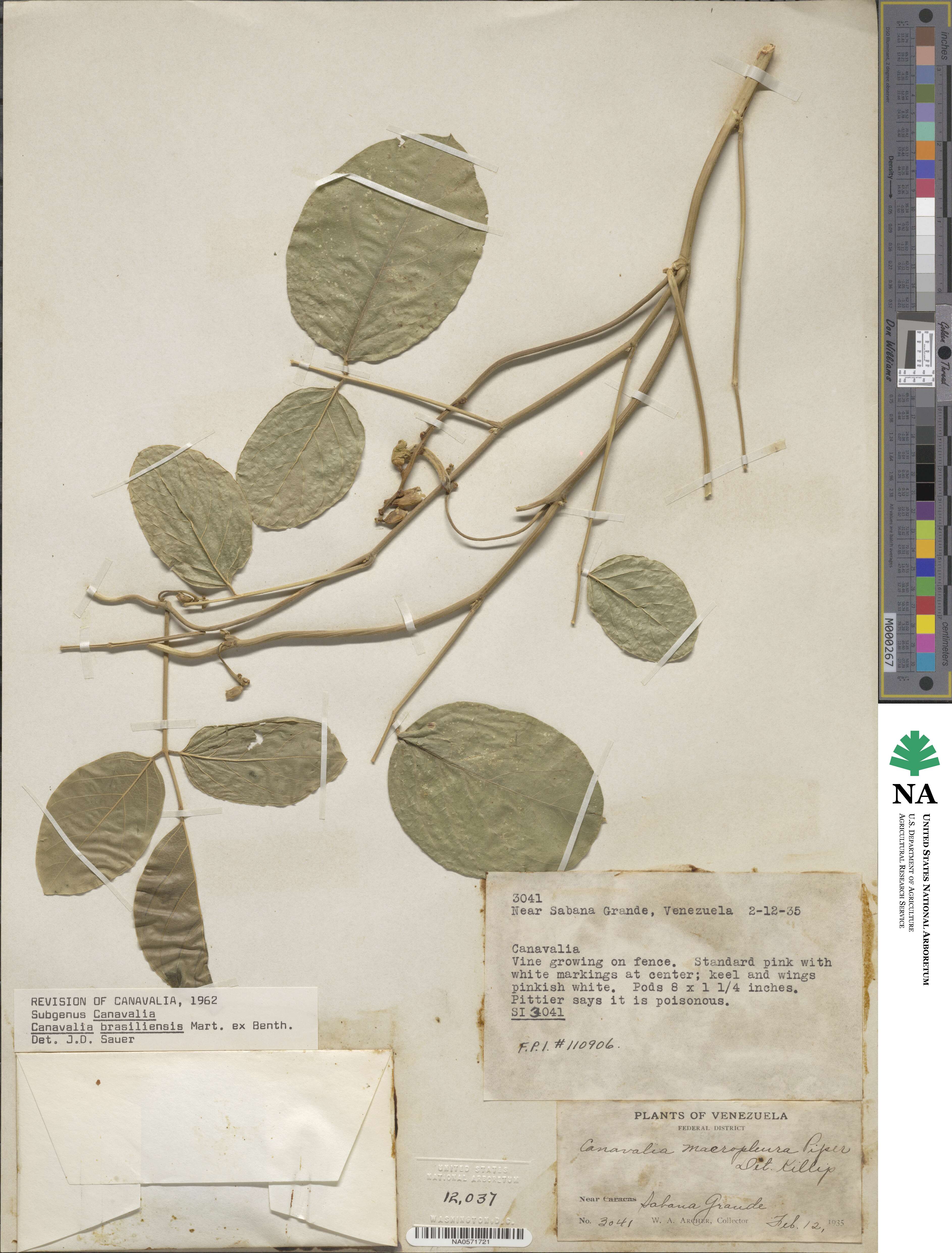 Canavalia brasiliensis image