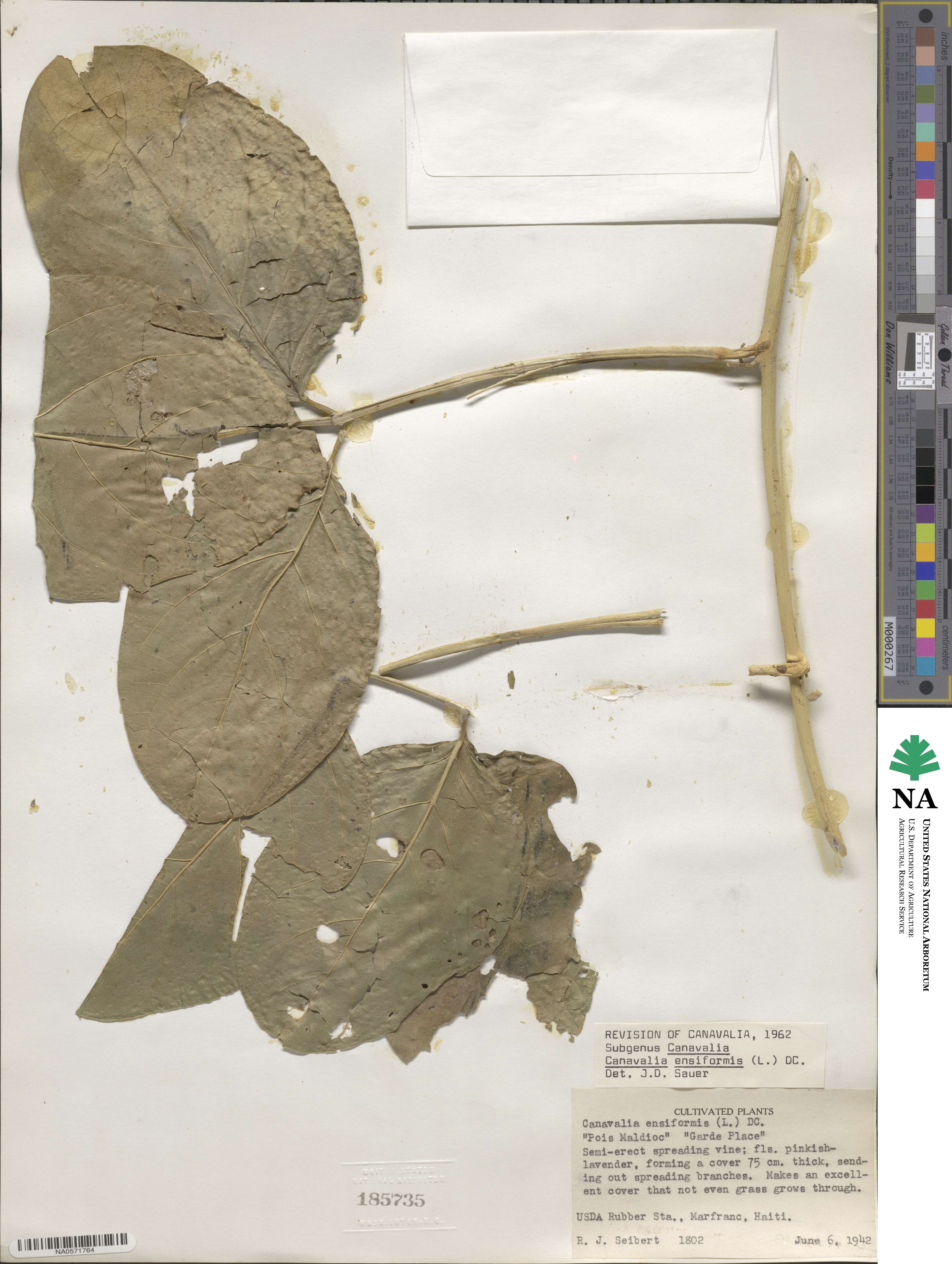 Canavalia ensiformis image