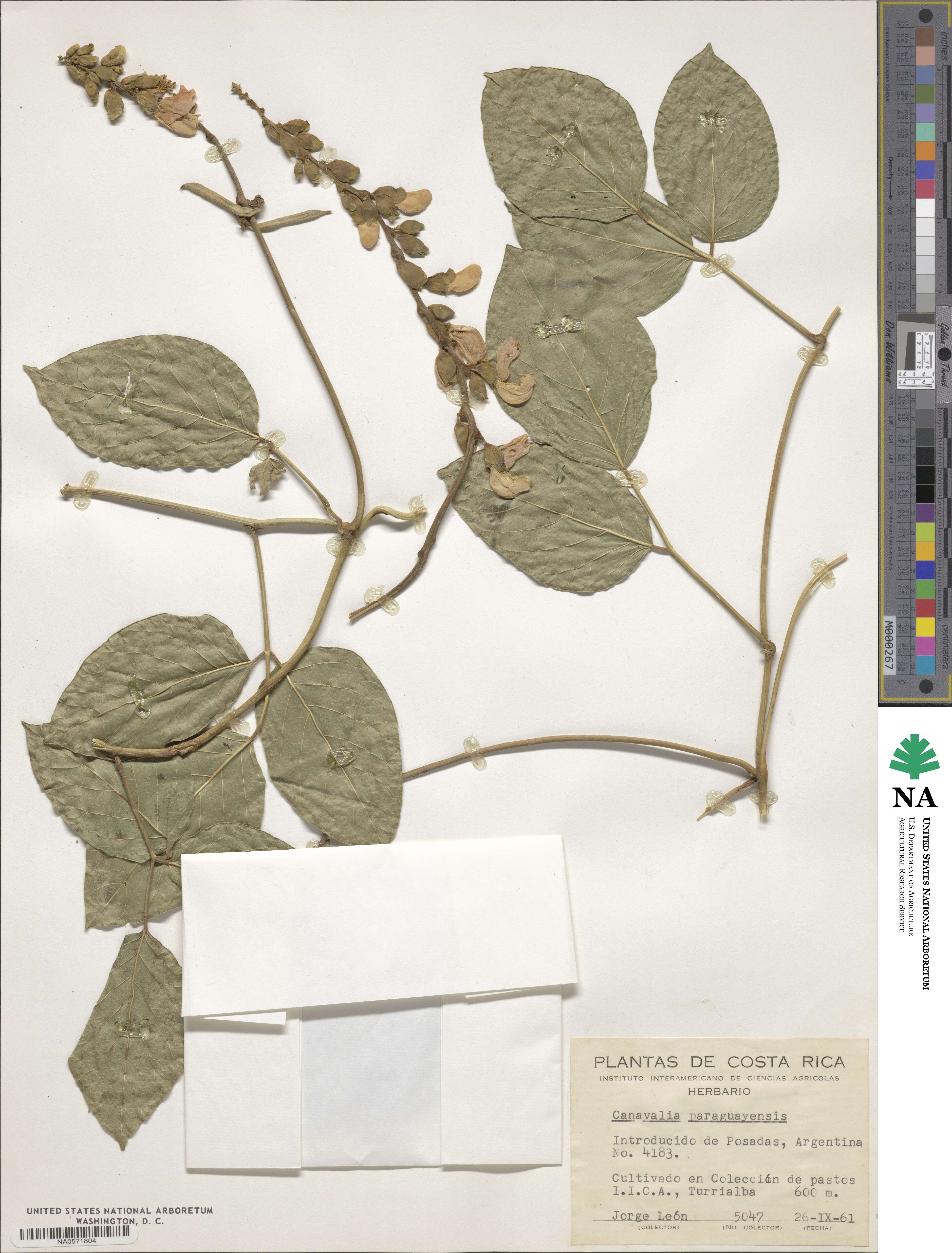 Canavalia brasiliensis image