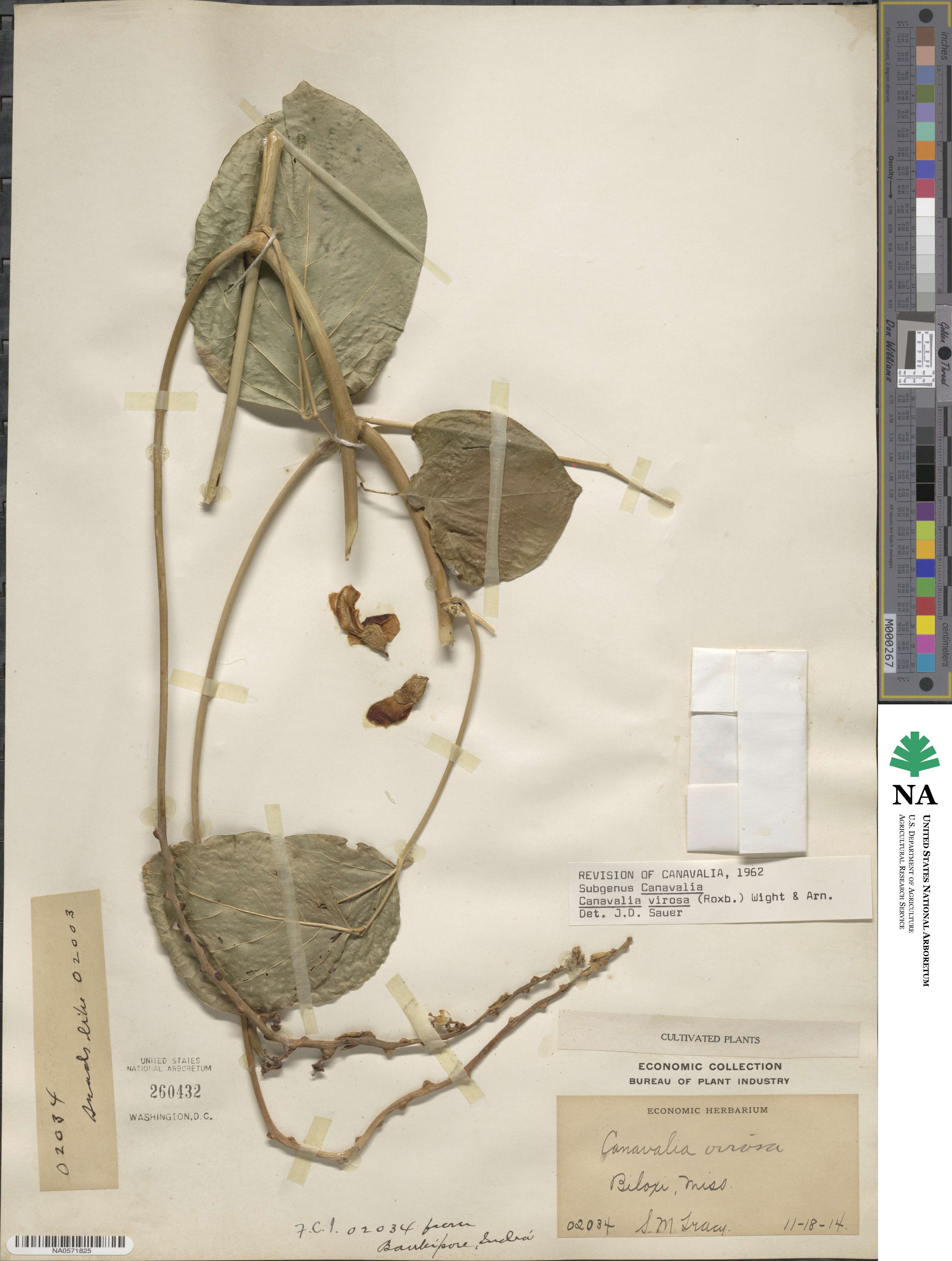 Canavalia cathartica image