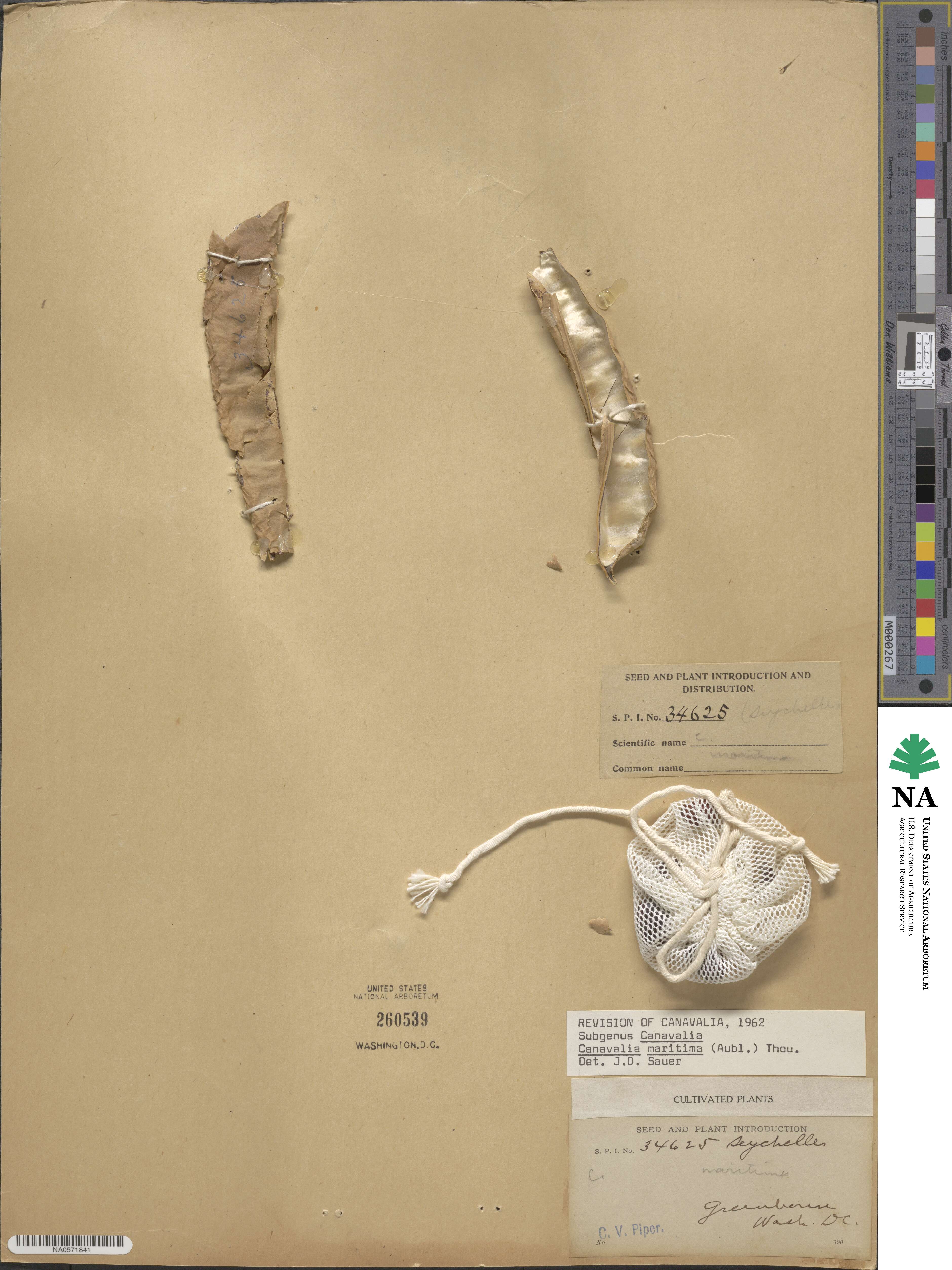 Canavalia cathartica image