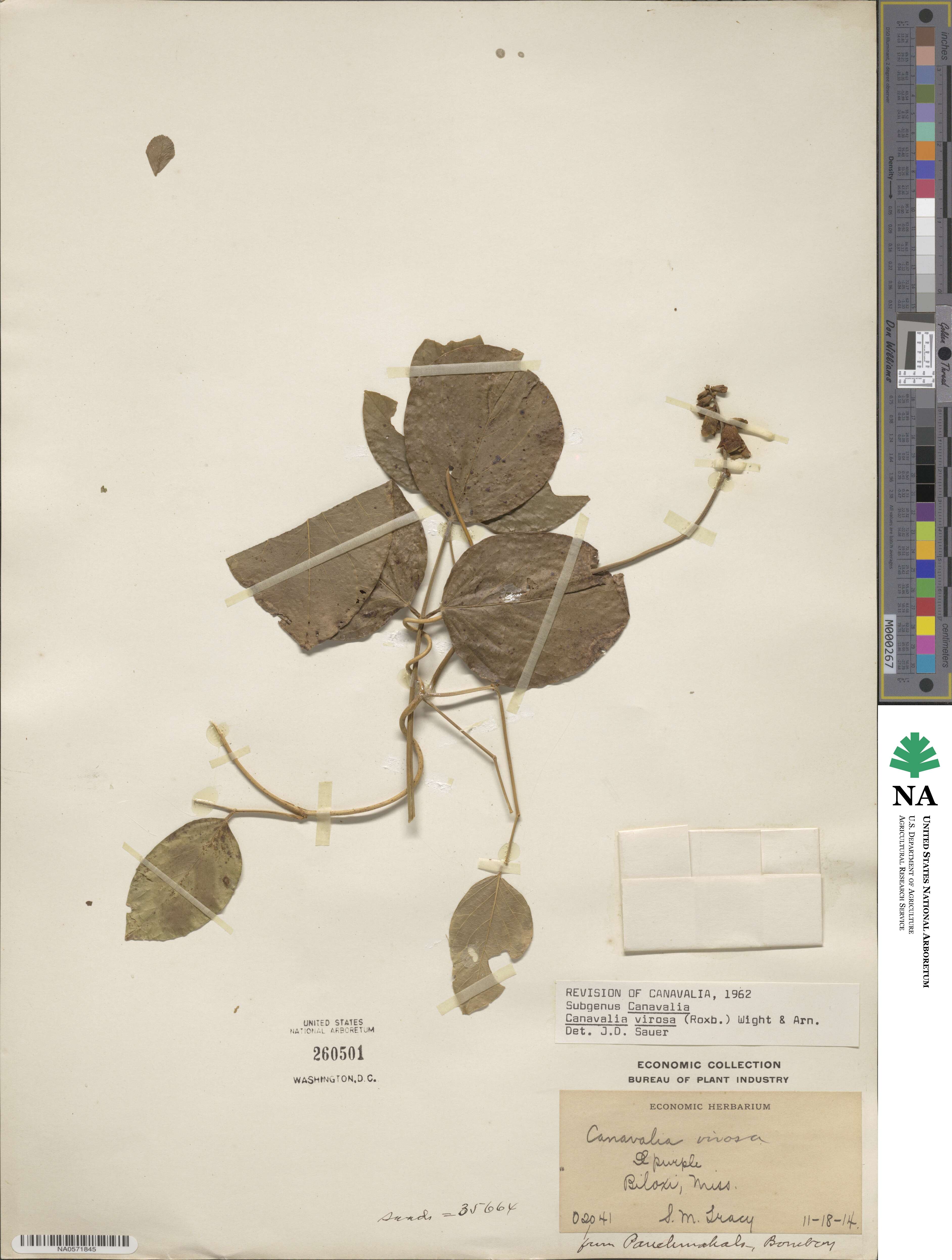 Canavalia cathartica image