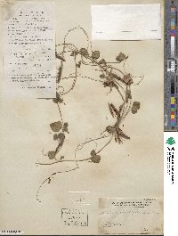 Dunbaria punctata image