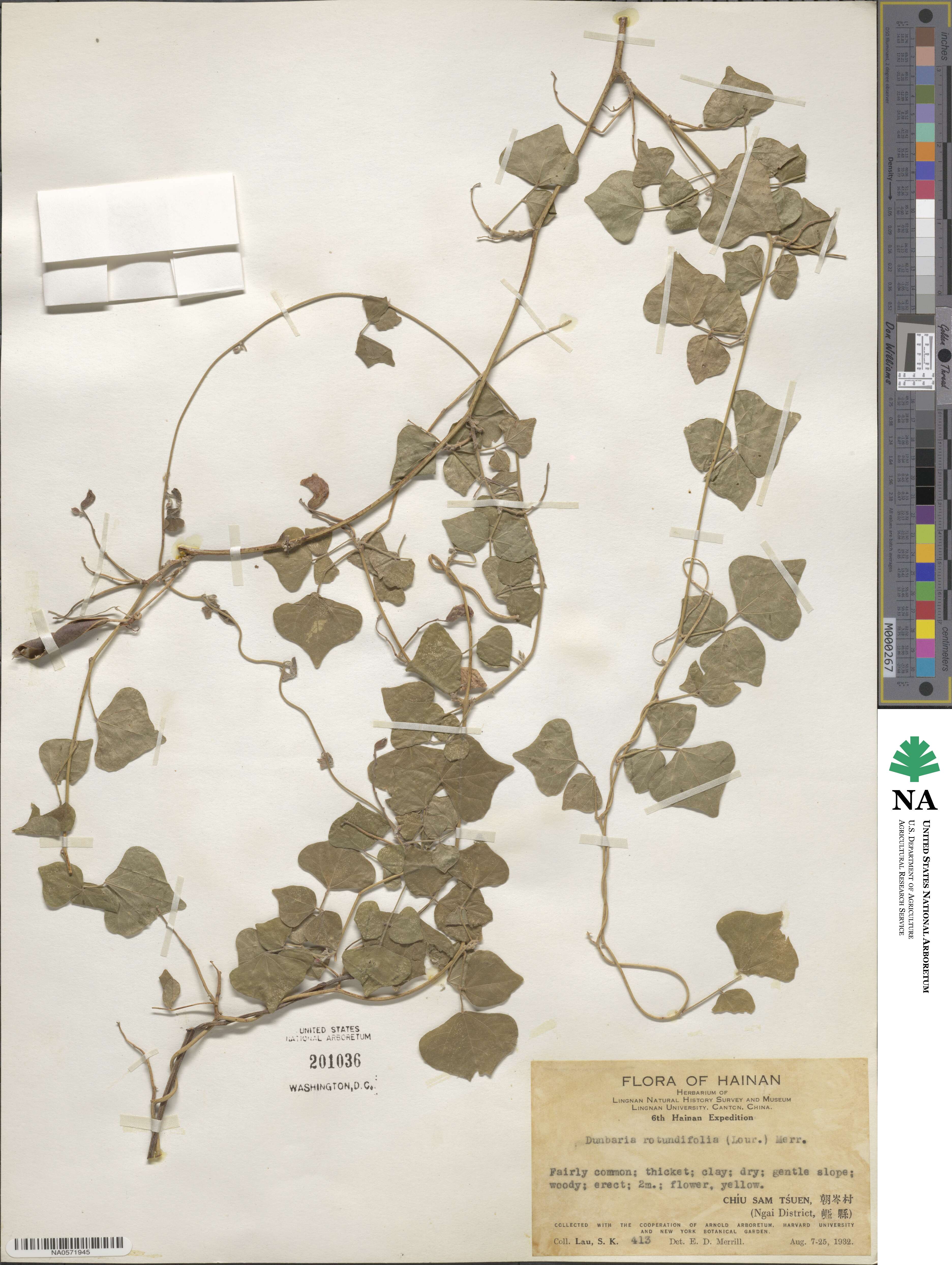 Dunbaria punctata image