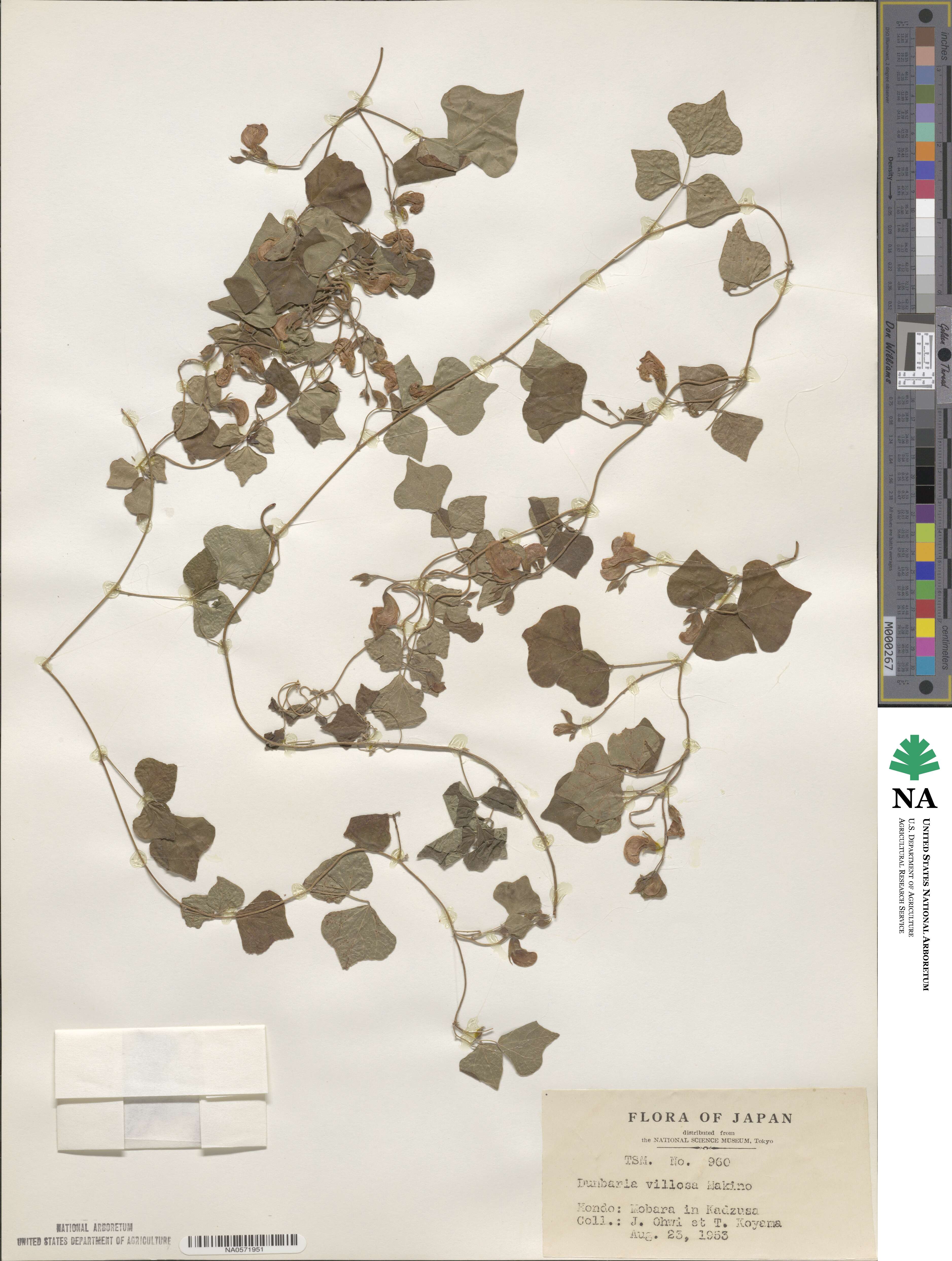 Dunbaria villosa image