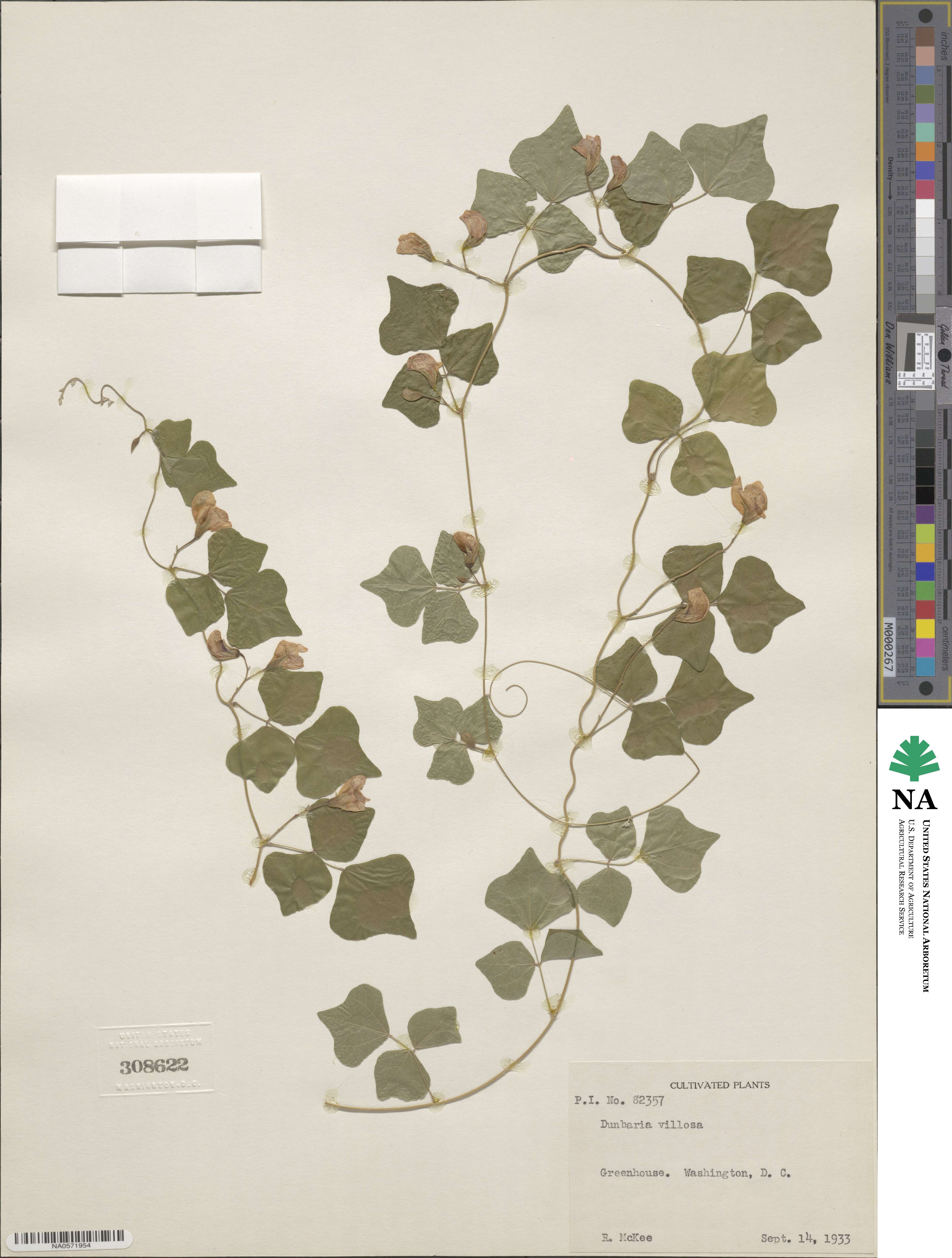 Dunbaria villosa image
