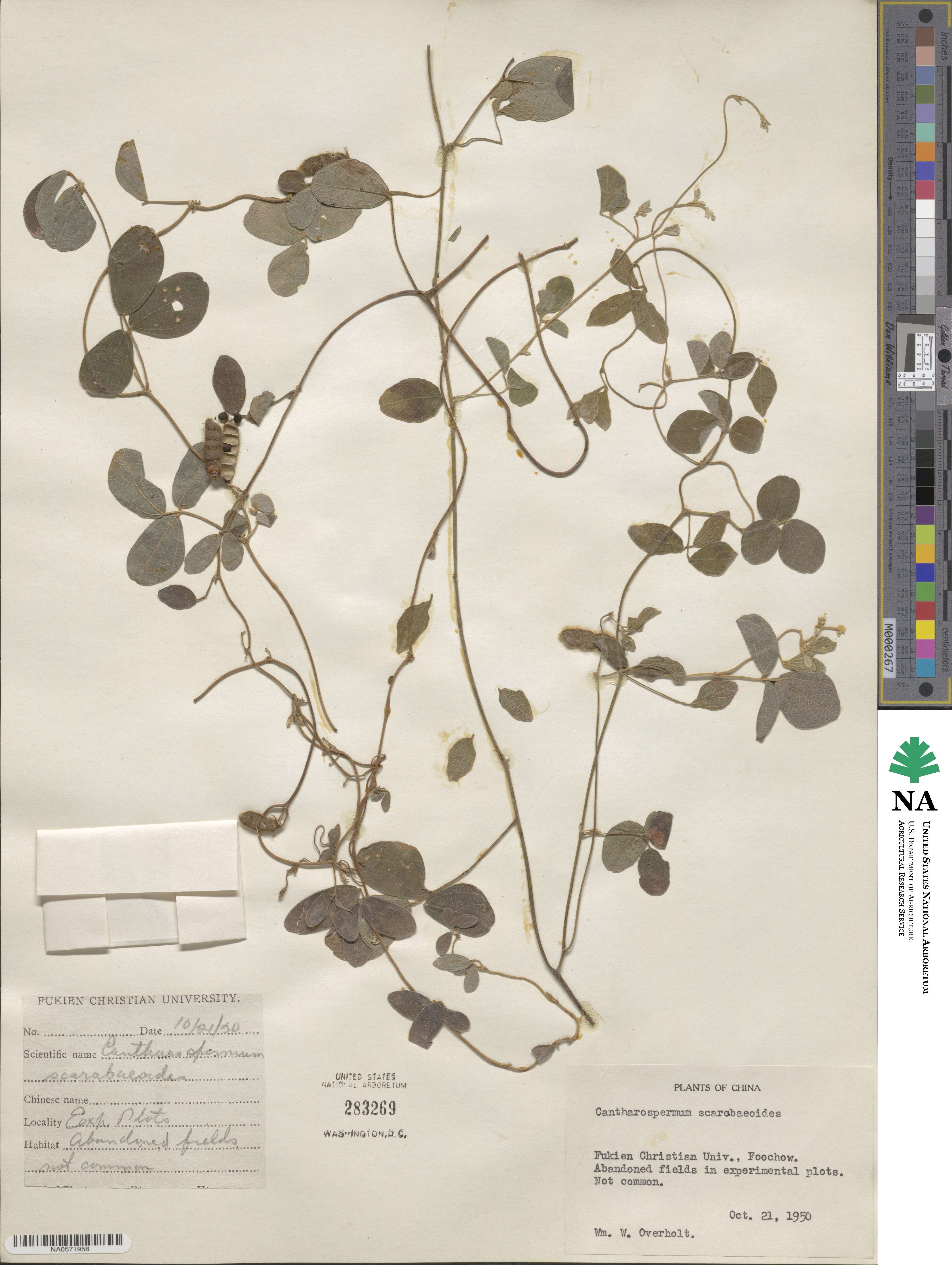 Cajanus scarabaeoides image