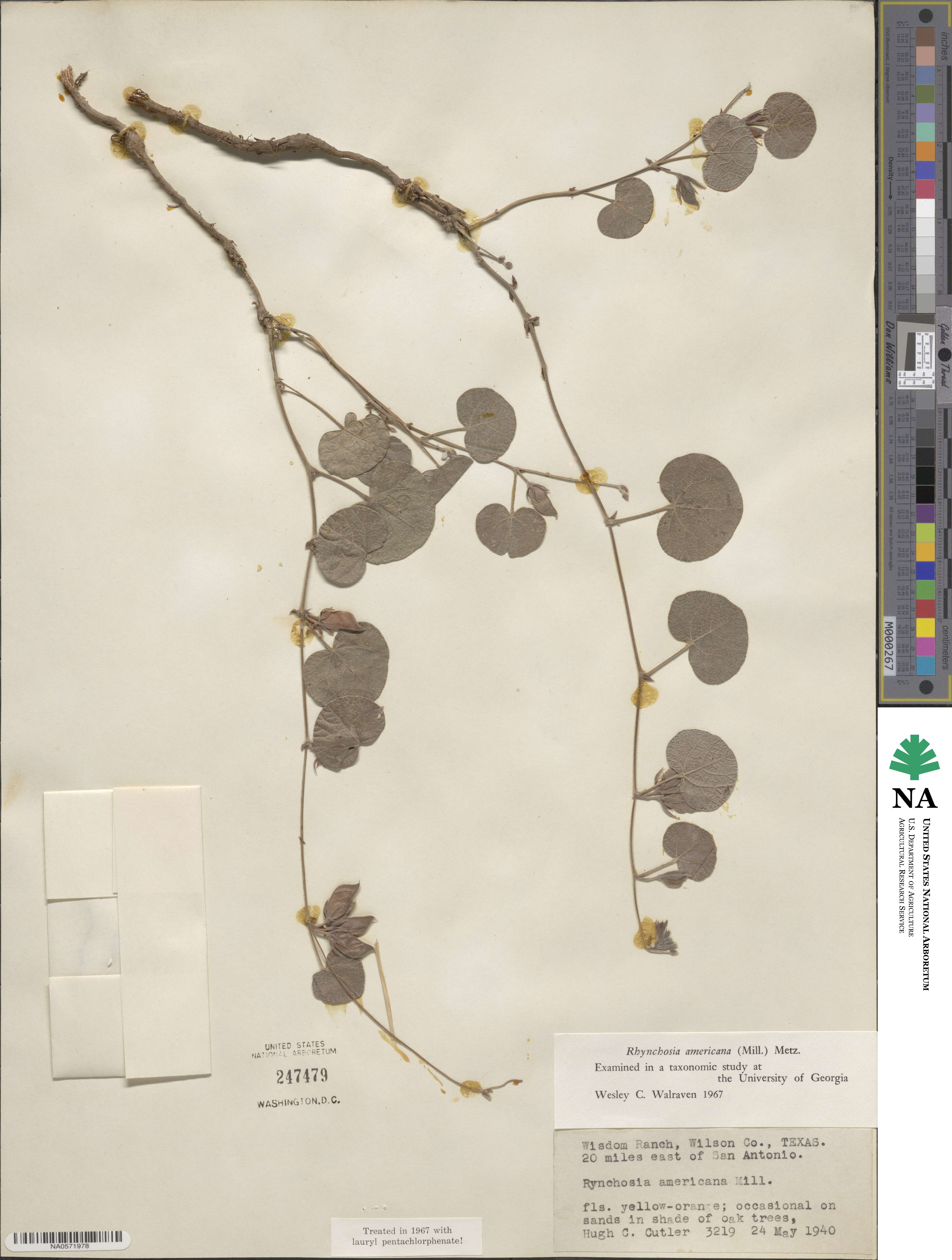 Rhynchosia americana image