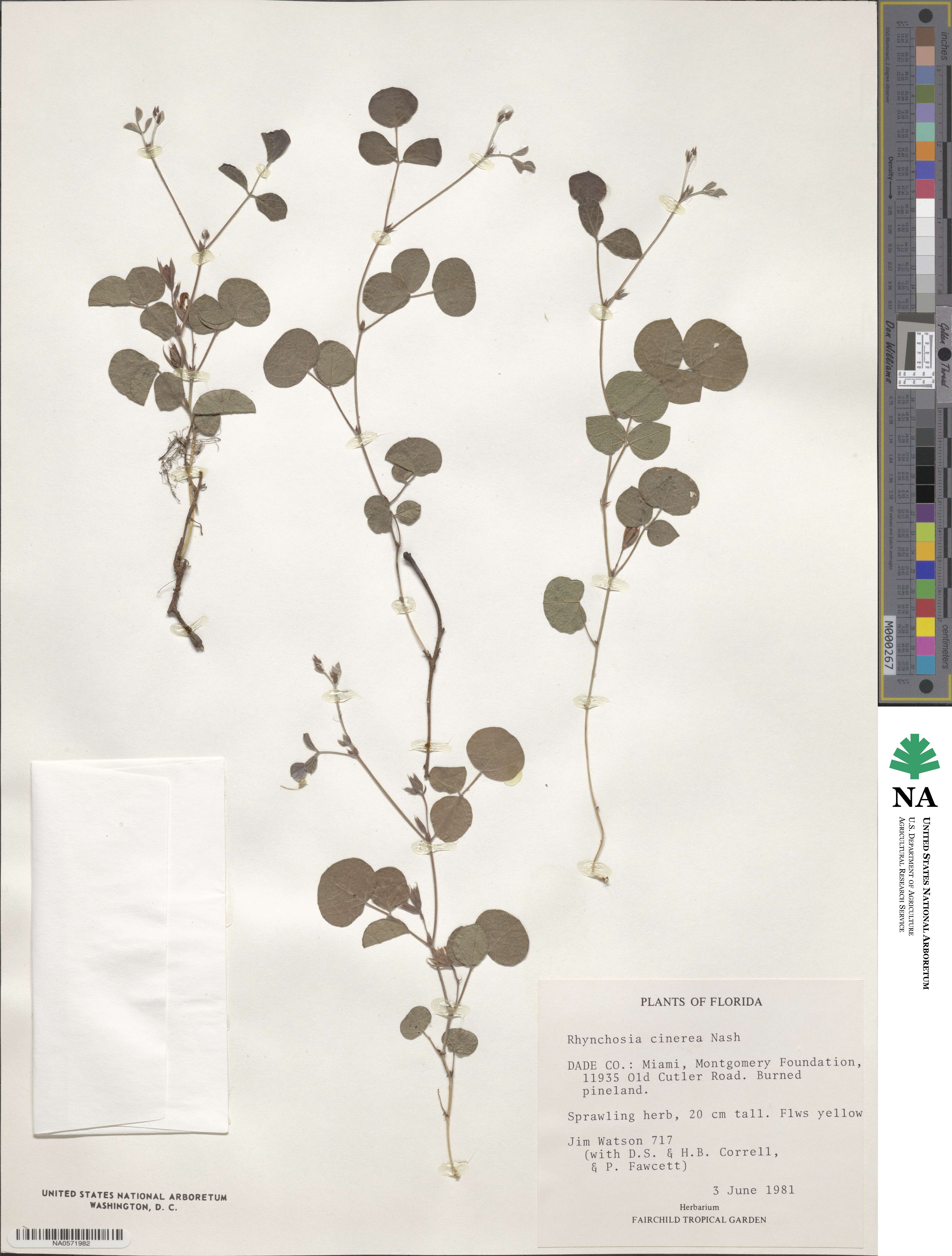Rhynchosia cinerea image