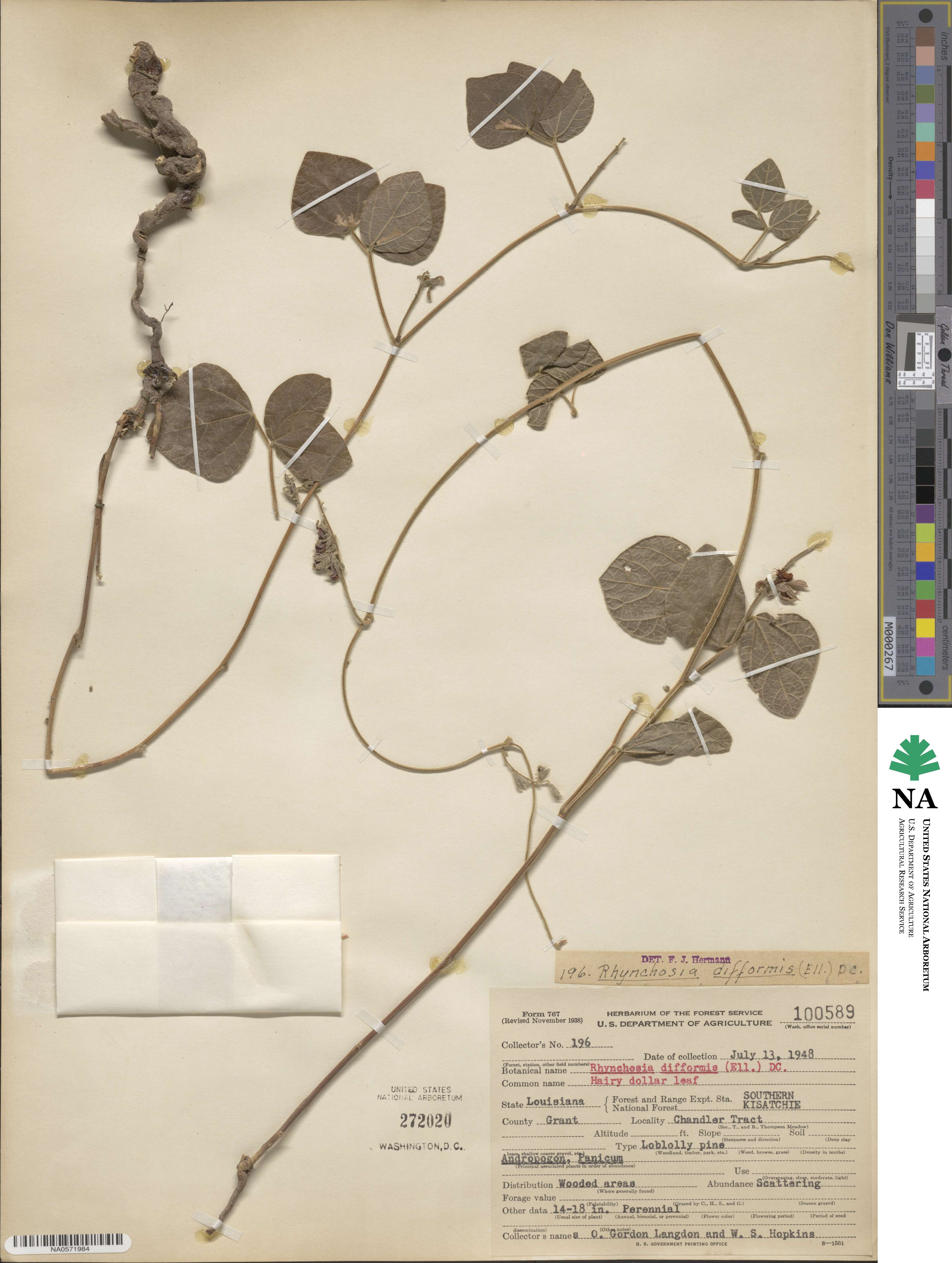 Rhynchosia difformis image