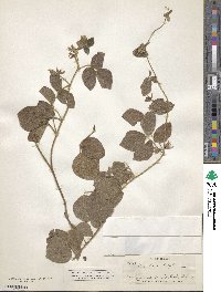 Rhynchosia latifolia image