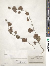 Rhynchosia latifolia image