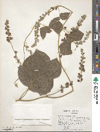 Rhynchosia latifolia image