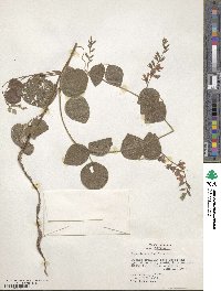 Rhynchosia latifolia image