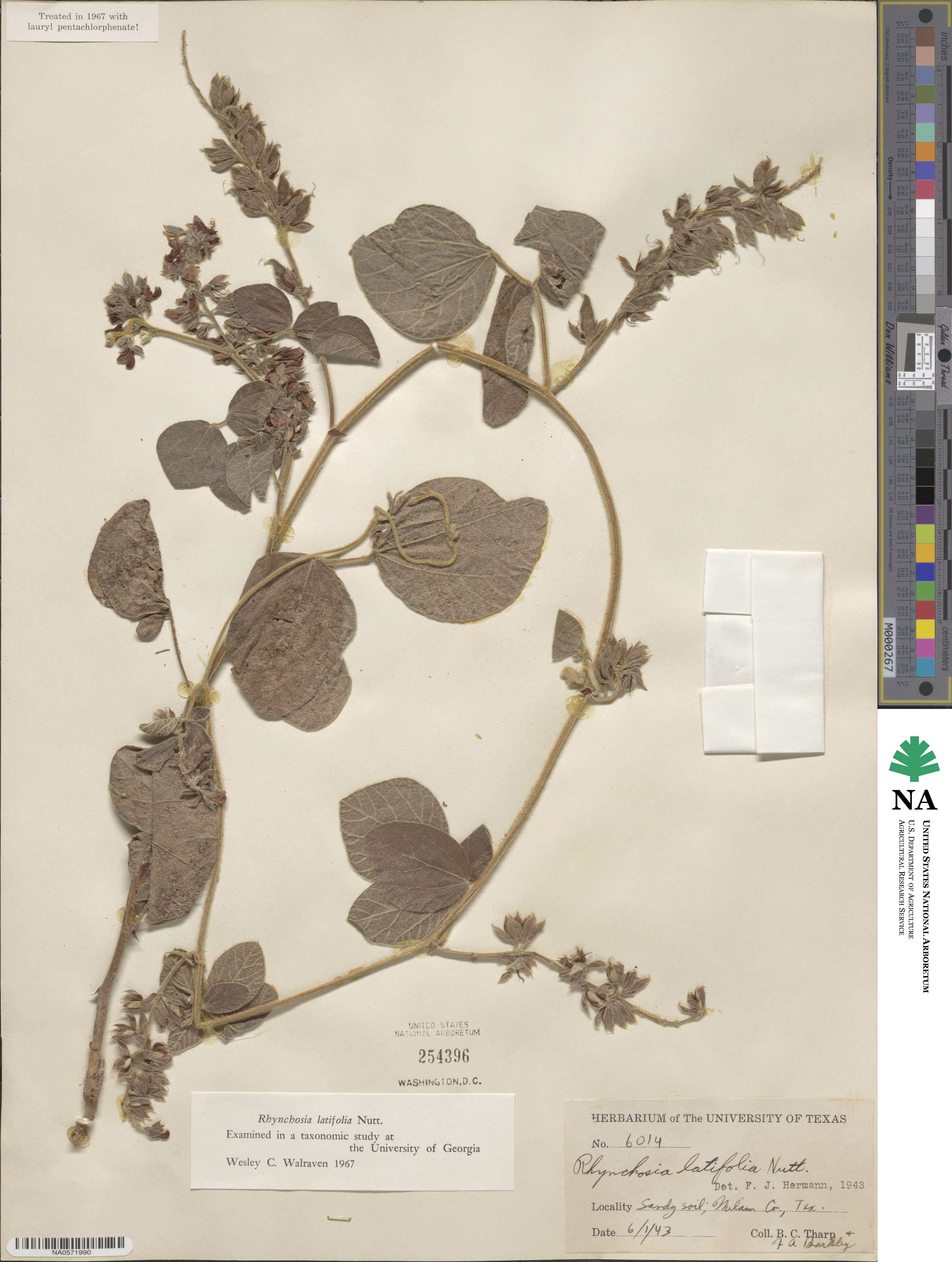 Rhynchosia latifolia image