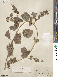 Rhynchosia latifolia image