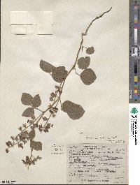 Rhynchosia latifolia image