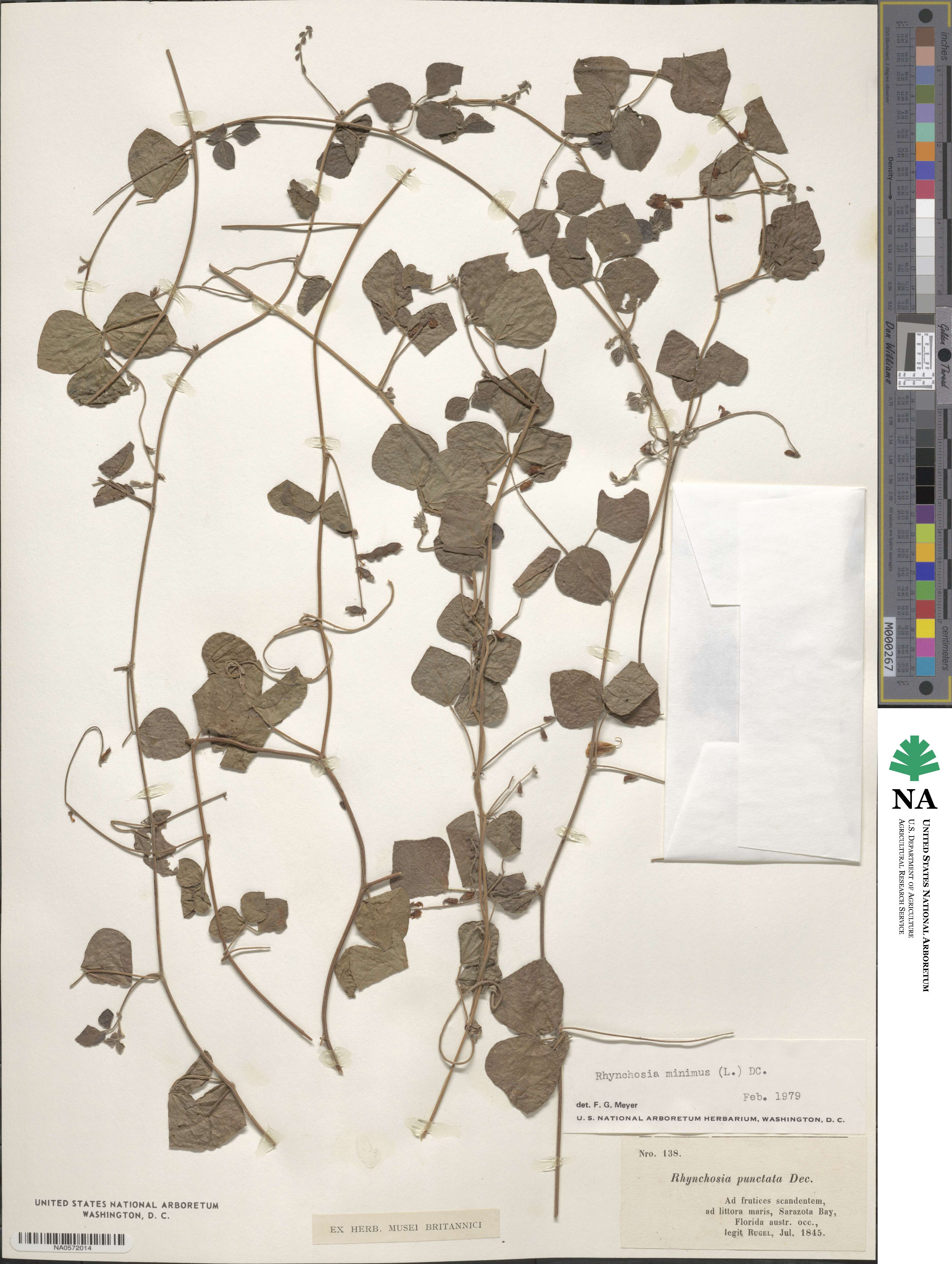 Rhynchosia minima image