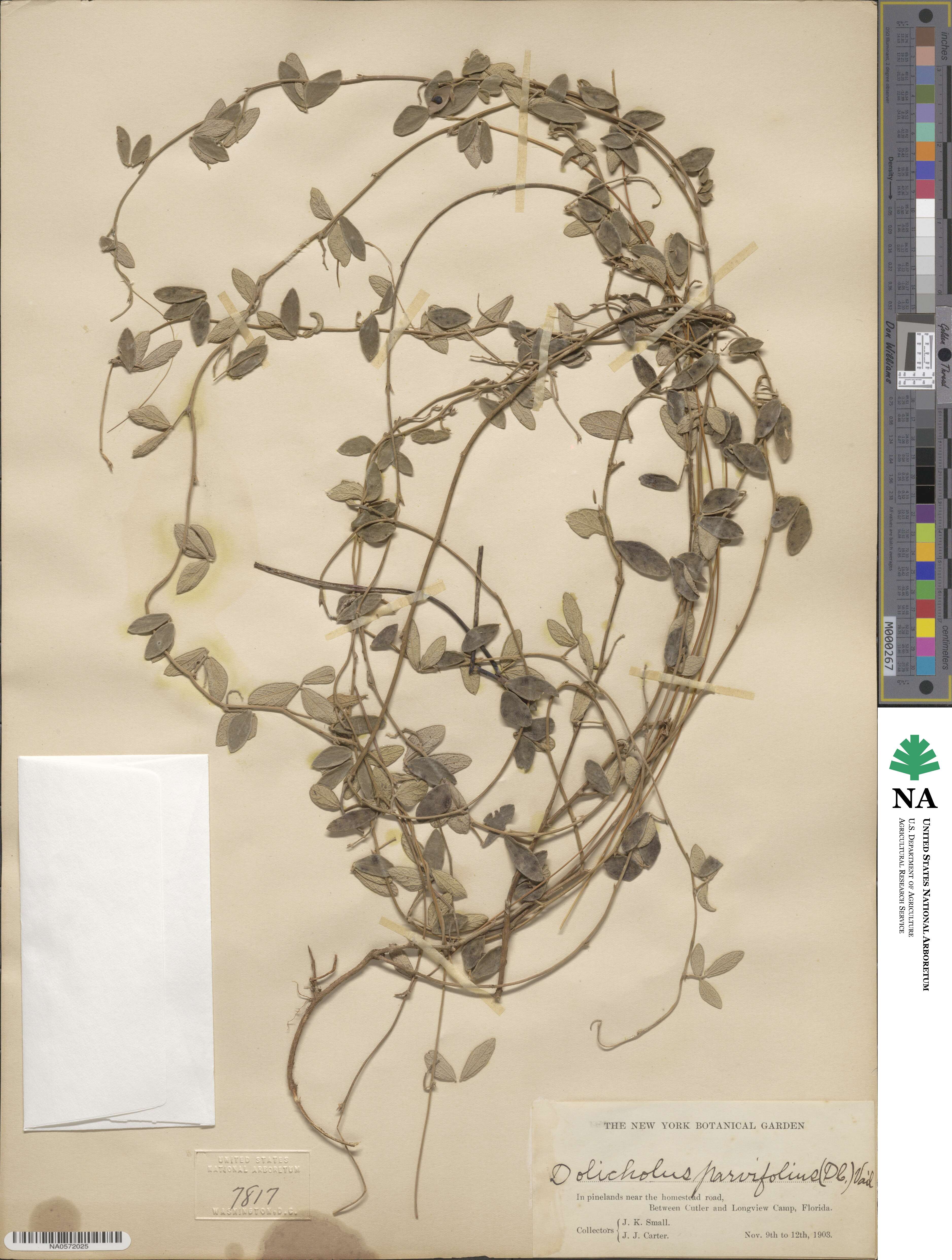 Rhynchosia parvifolia image