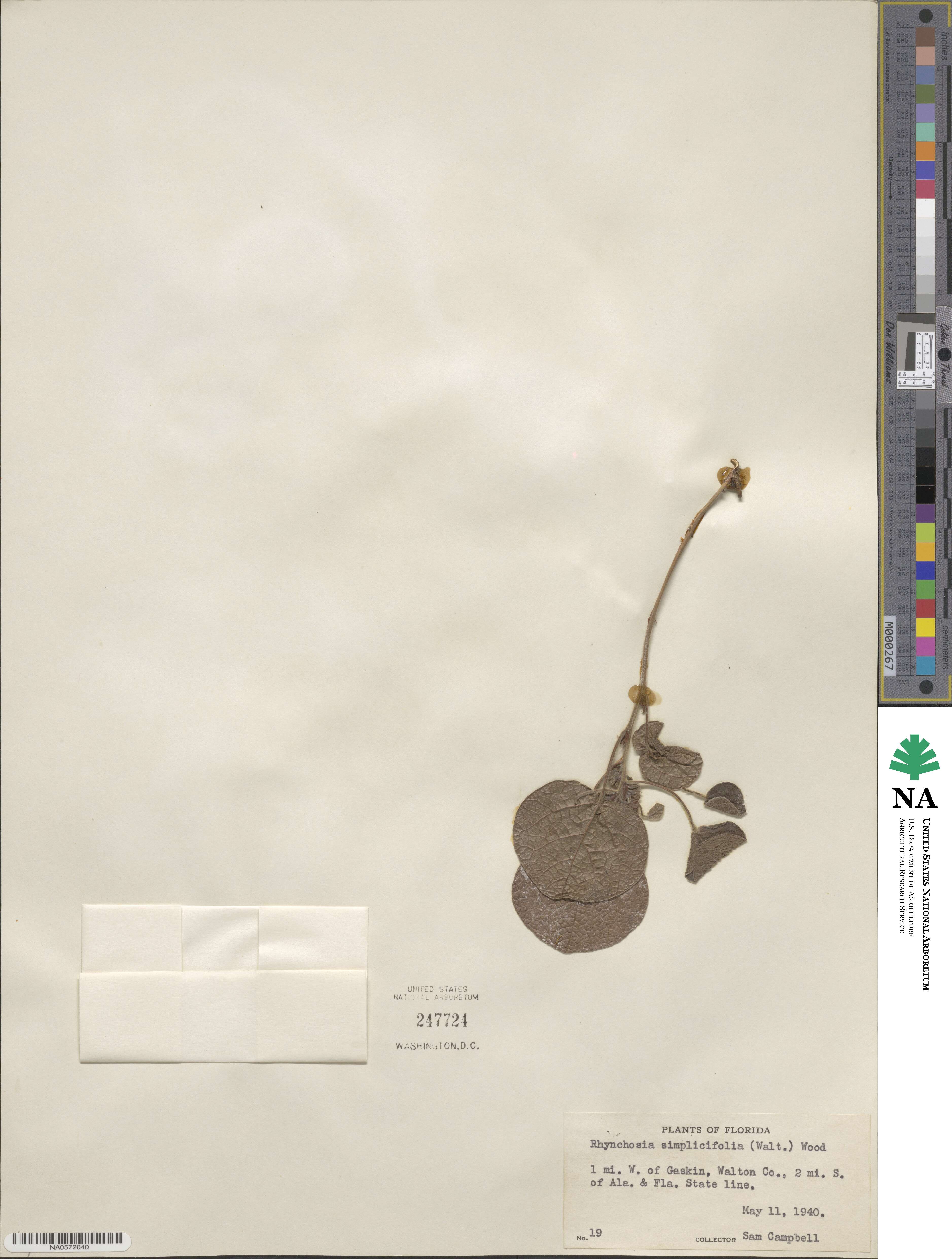 Rhynchosia simplicifolia image