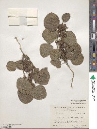 Rhynchosia simplicifolia image