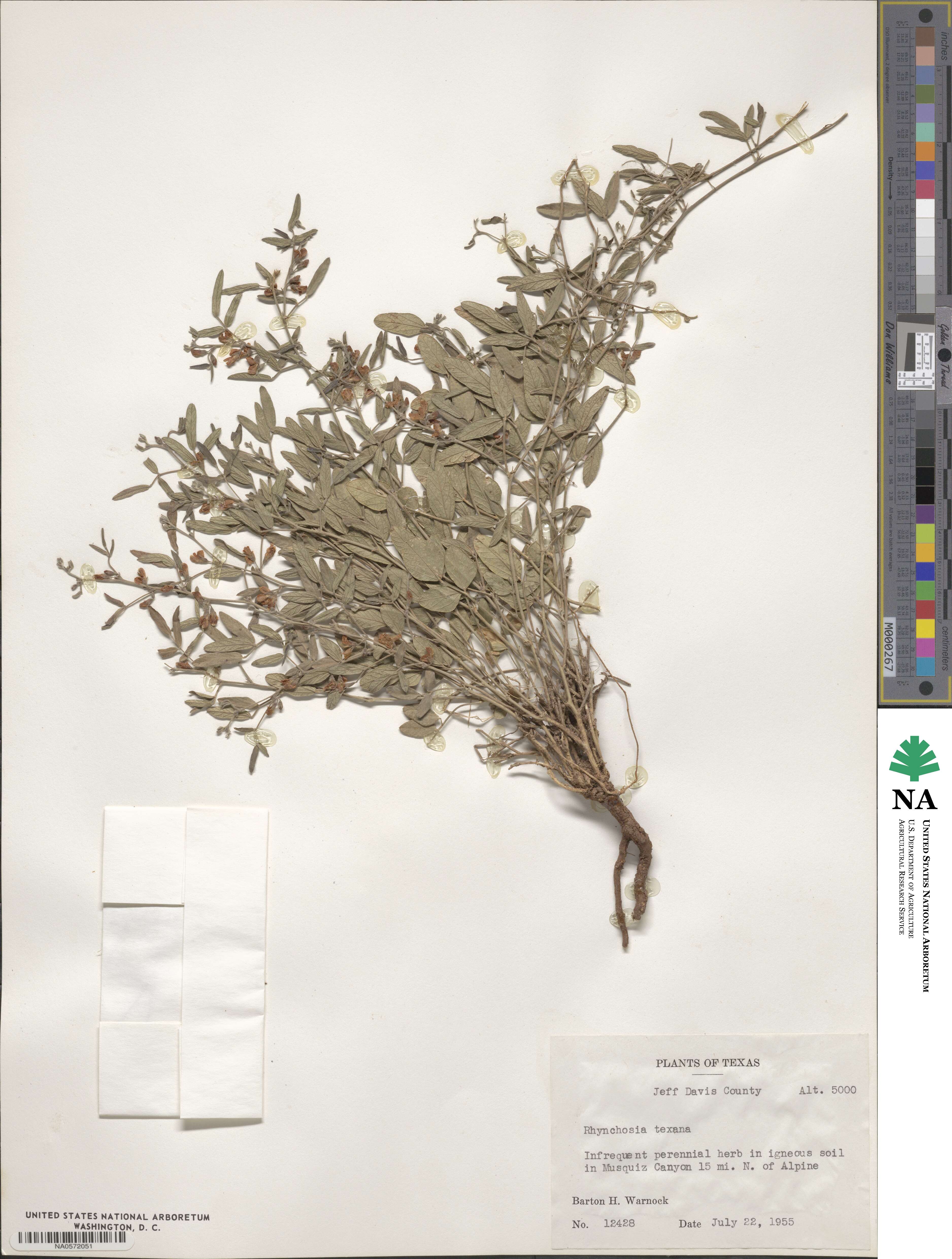 Rhynchosia senna var. texana image