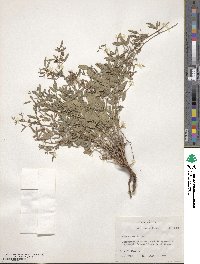 Rhynchosia senna image