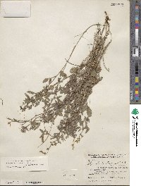 Rhynchosia senna var. texana image