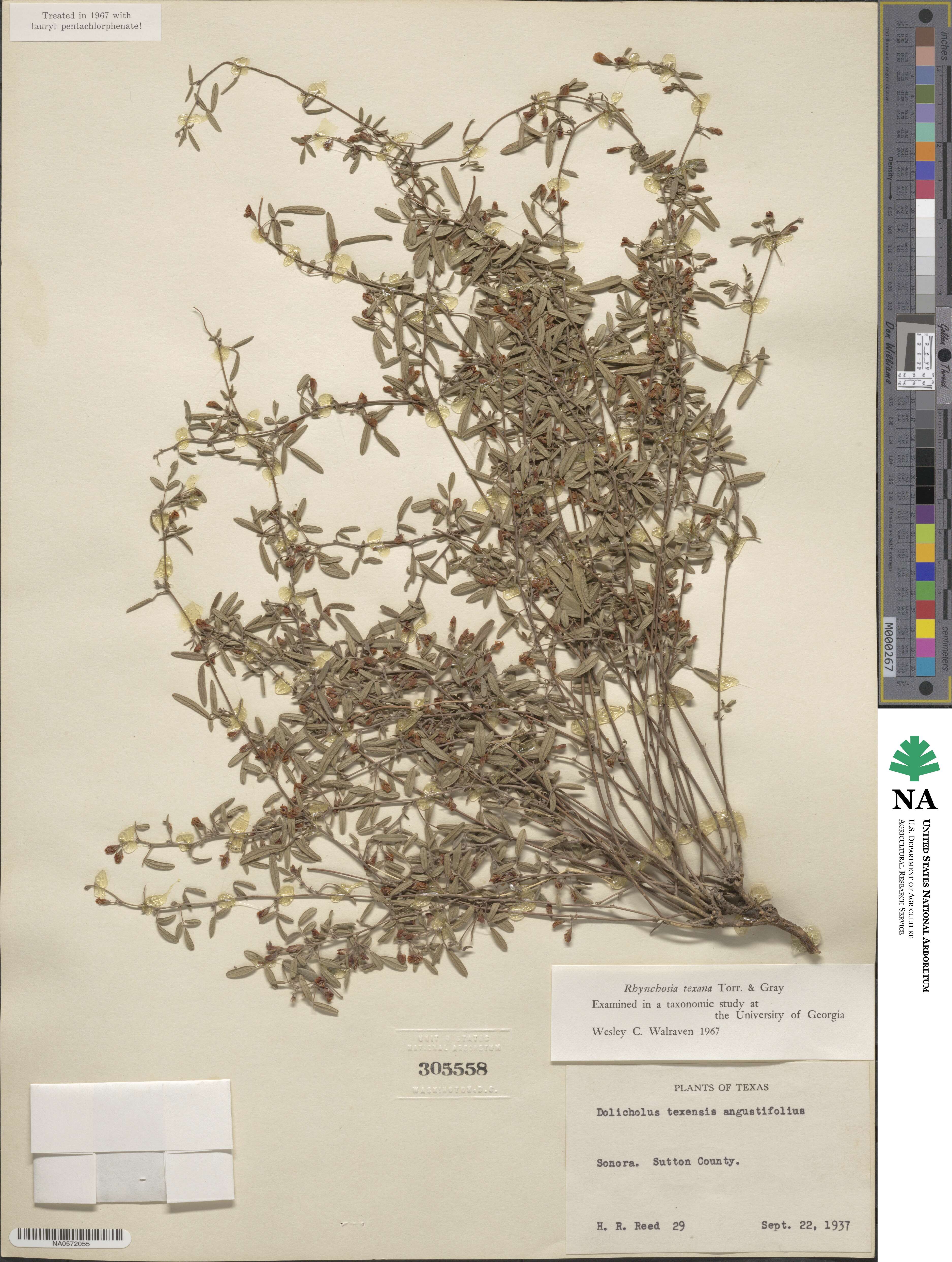 Rhynchosia senna image