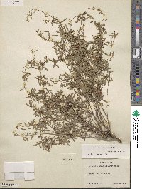 Rhynchosia senna var. texana image