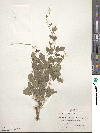 Rhynchosia senna var. texana image