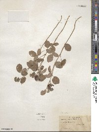 Rhynchosia tomentosa image