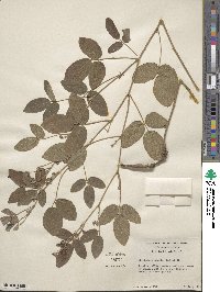 Rhynchosia tomentosa image