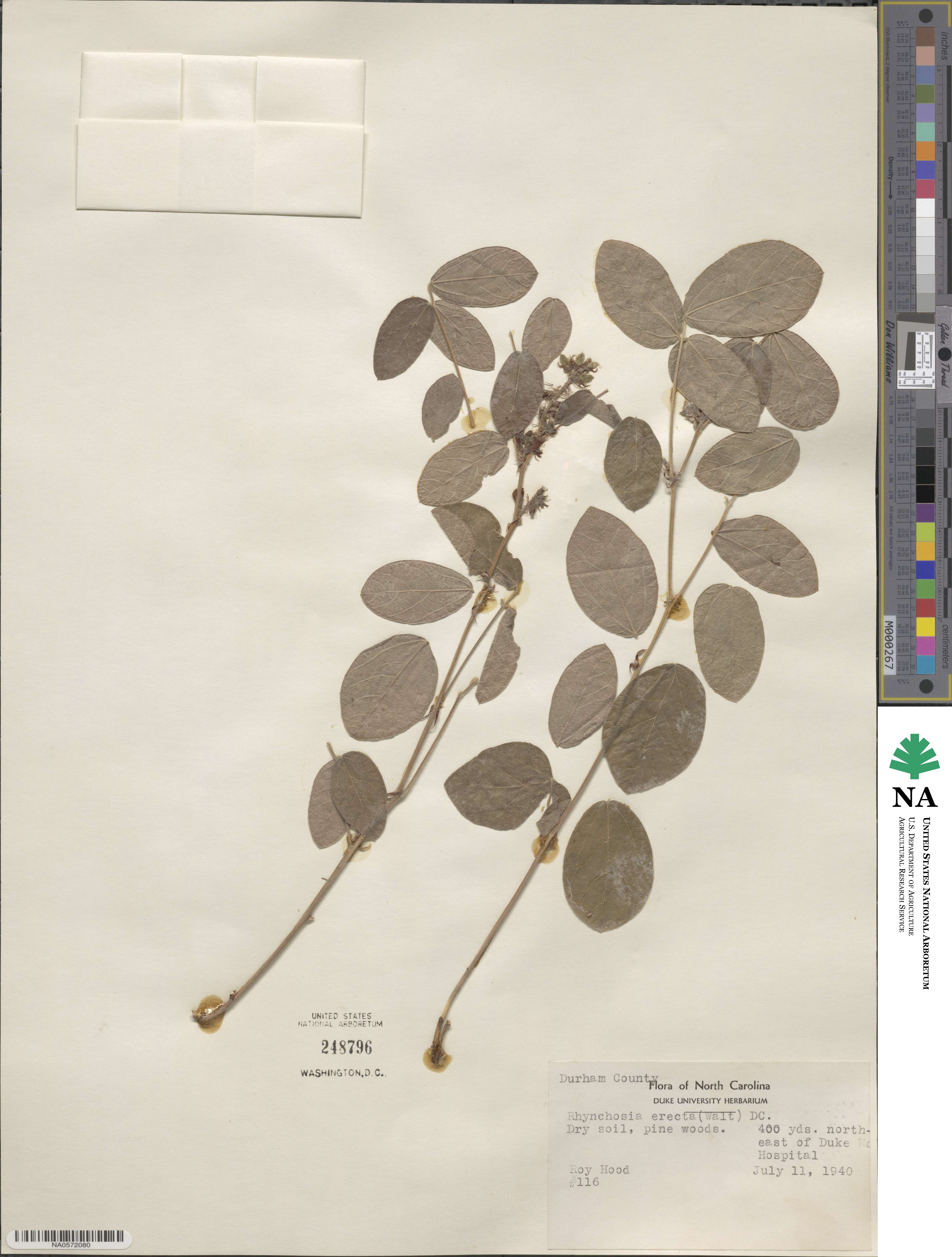 Rhynchosia tomentosa image