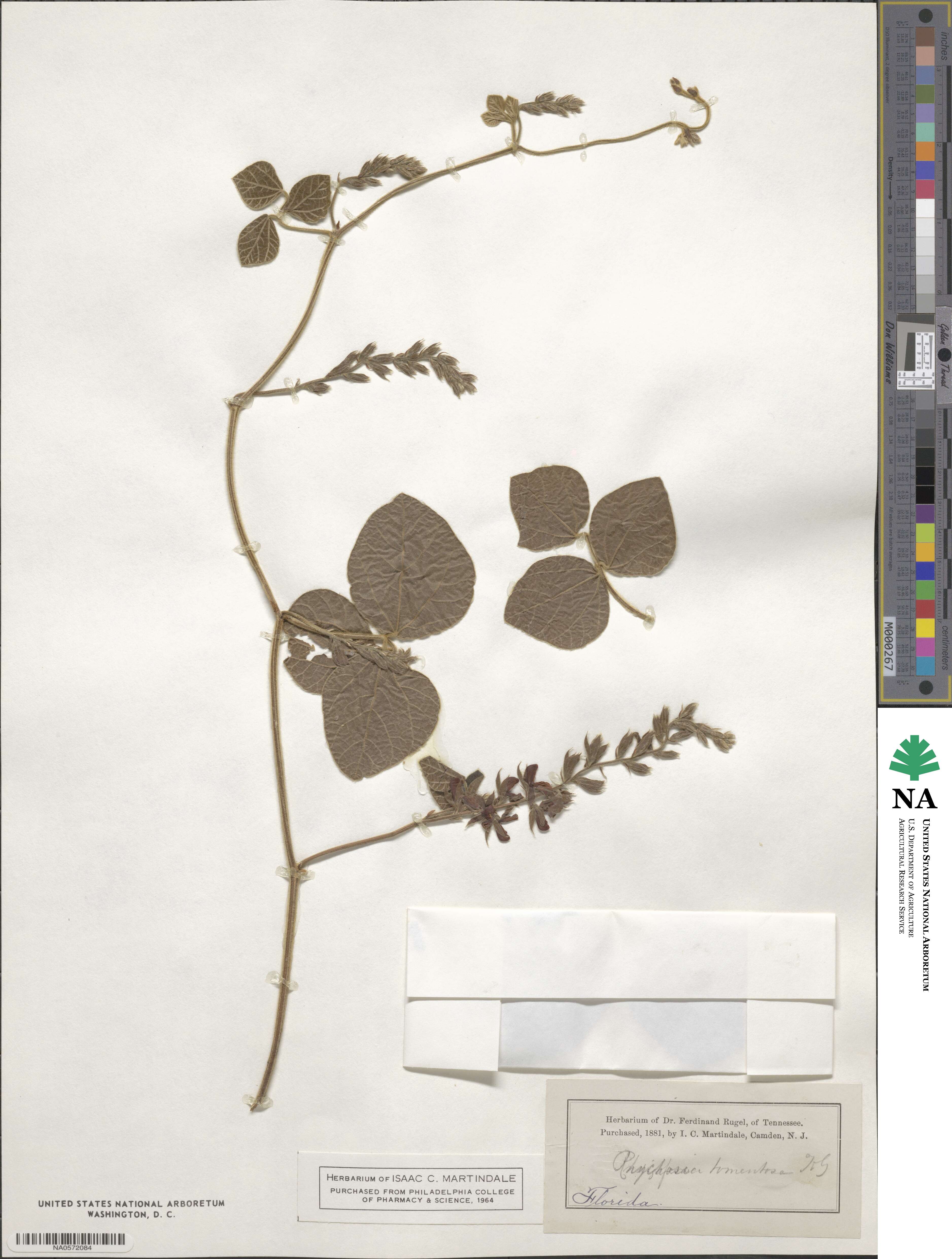 Rhynchosia tomentosa image