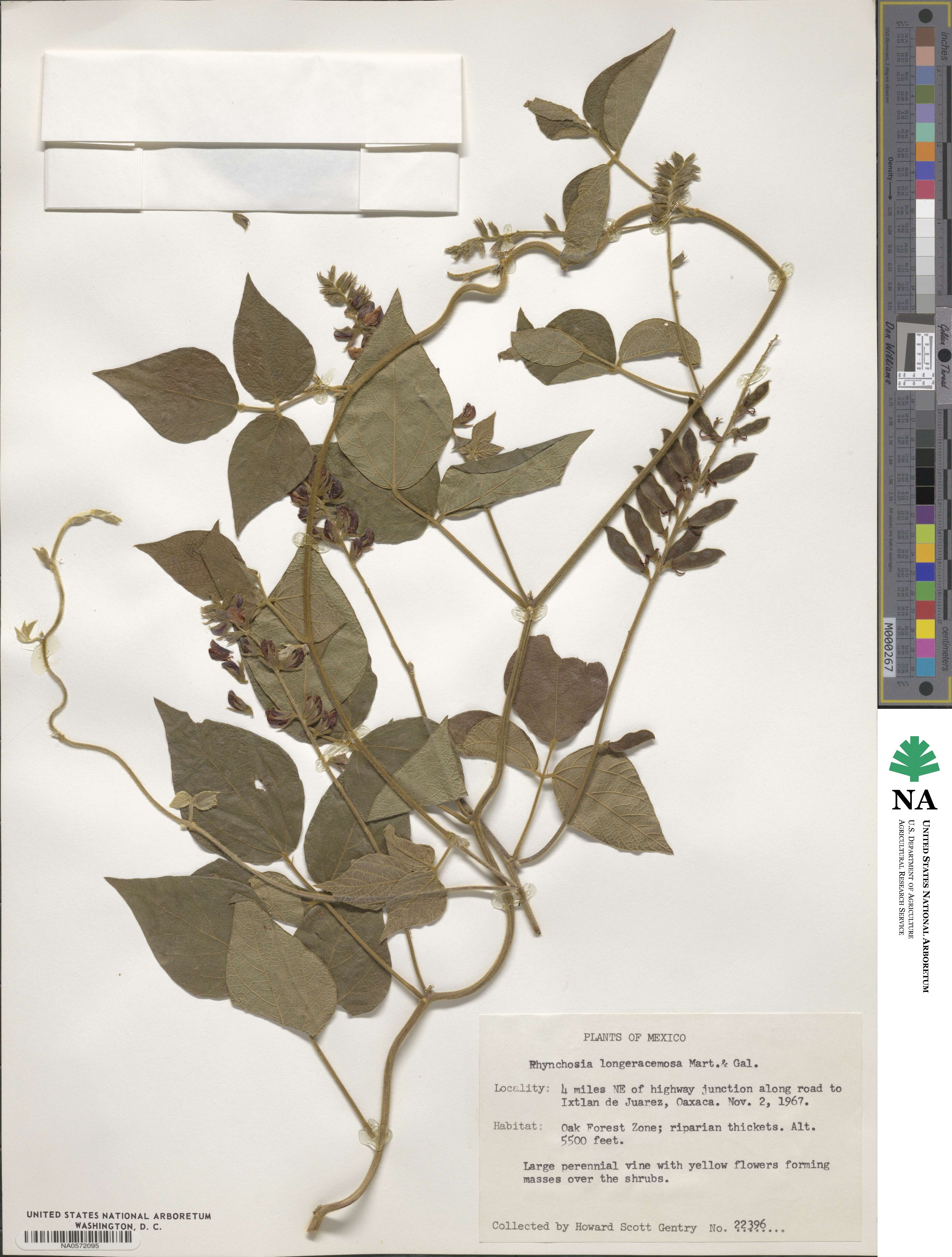 Rhynchosia longeracemosa image