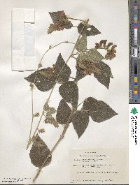 Rhynchosia macrocarpa image