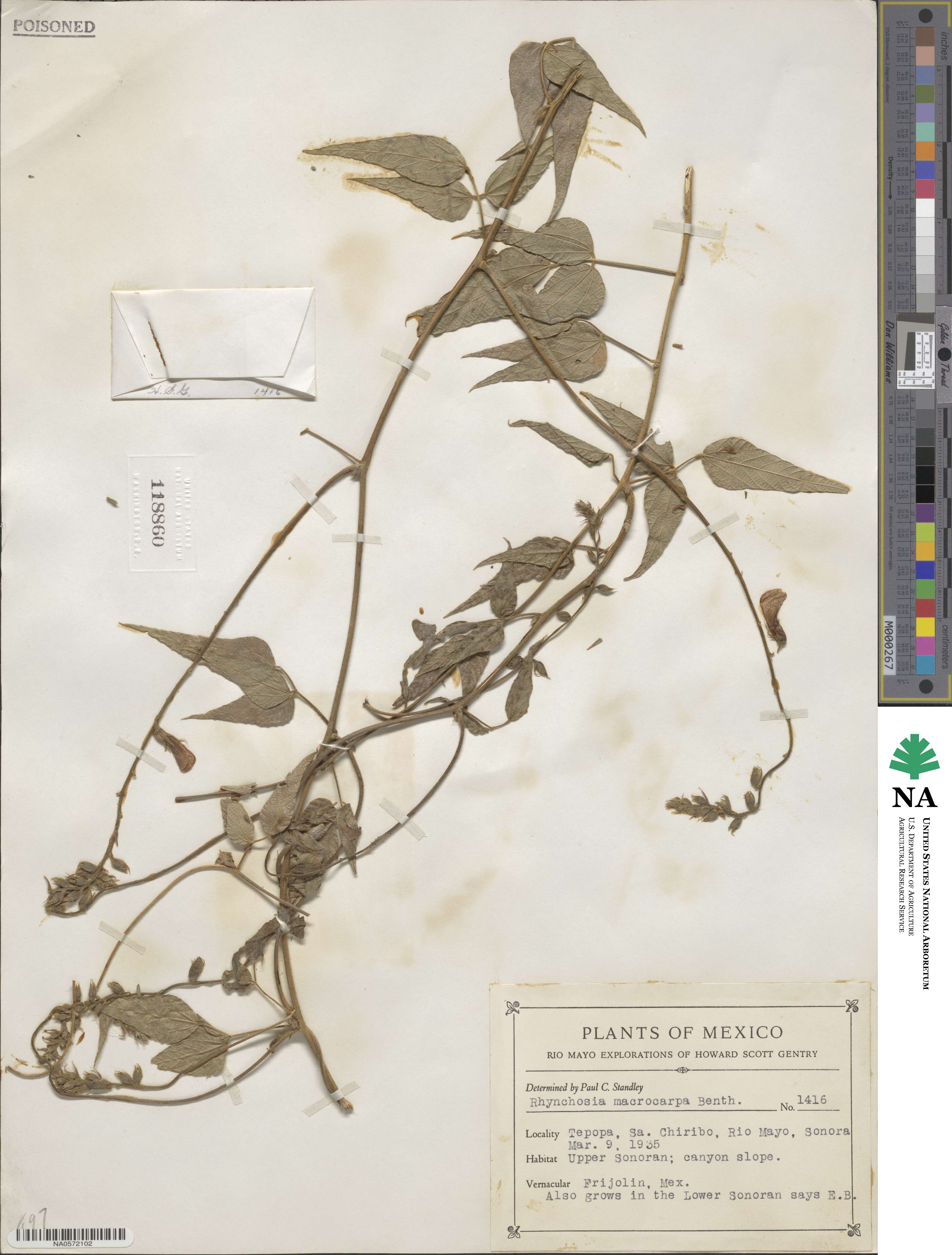 Rhynchosia macrocarpa image