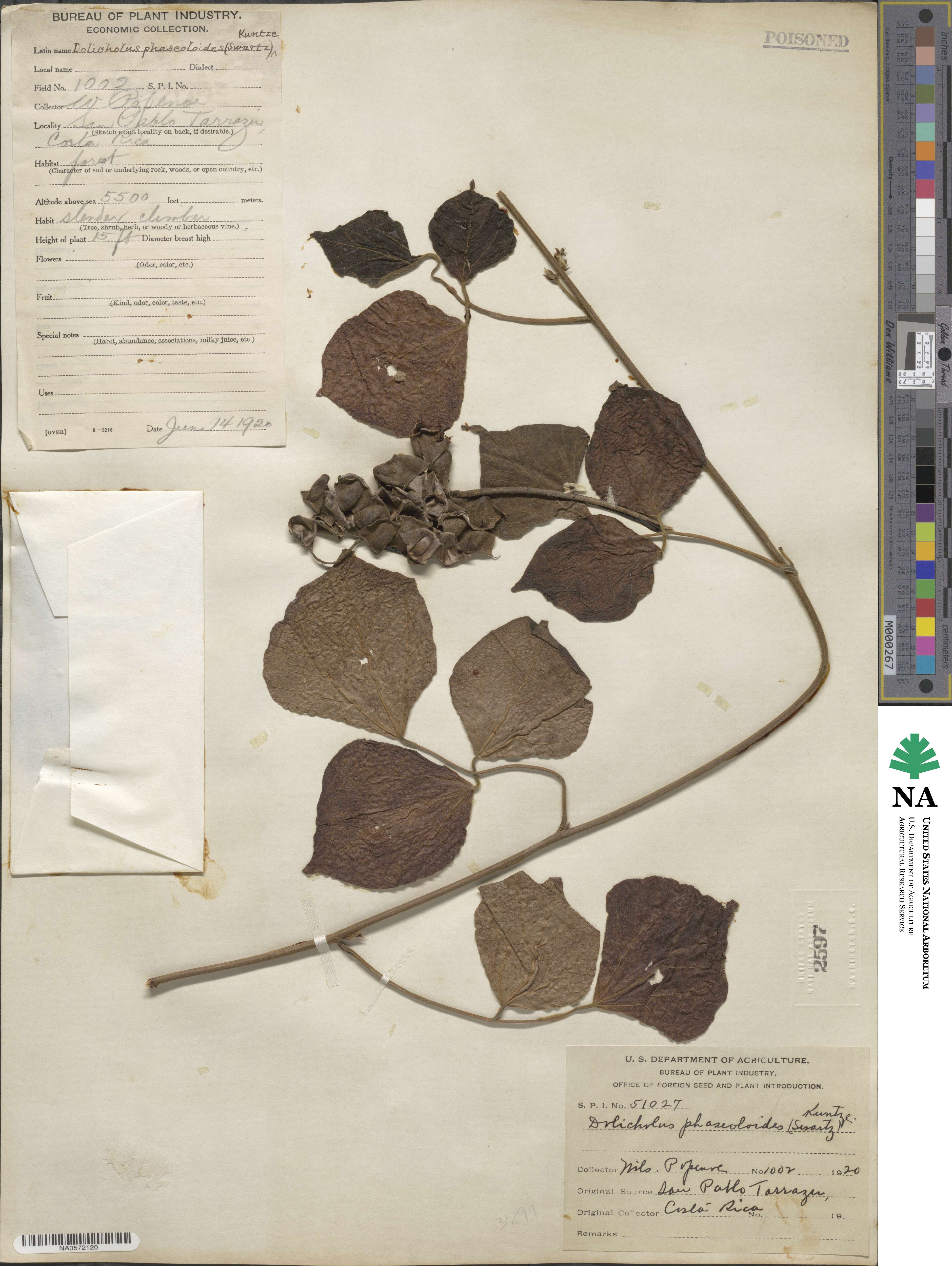 Rhynchosia image