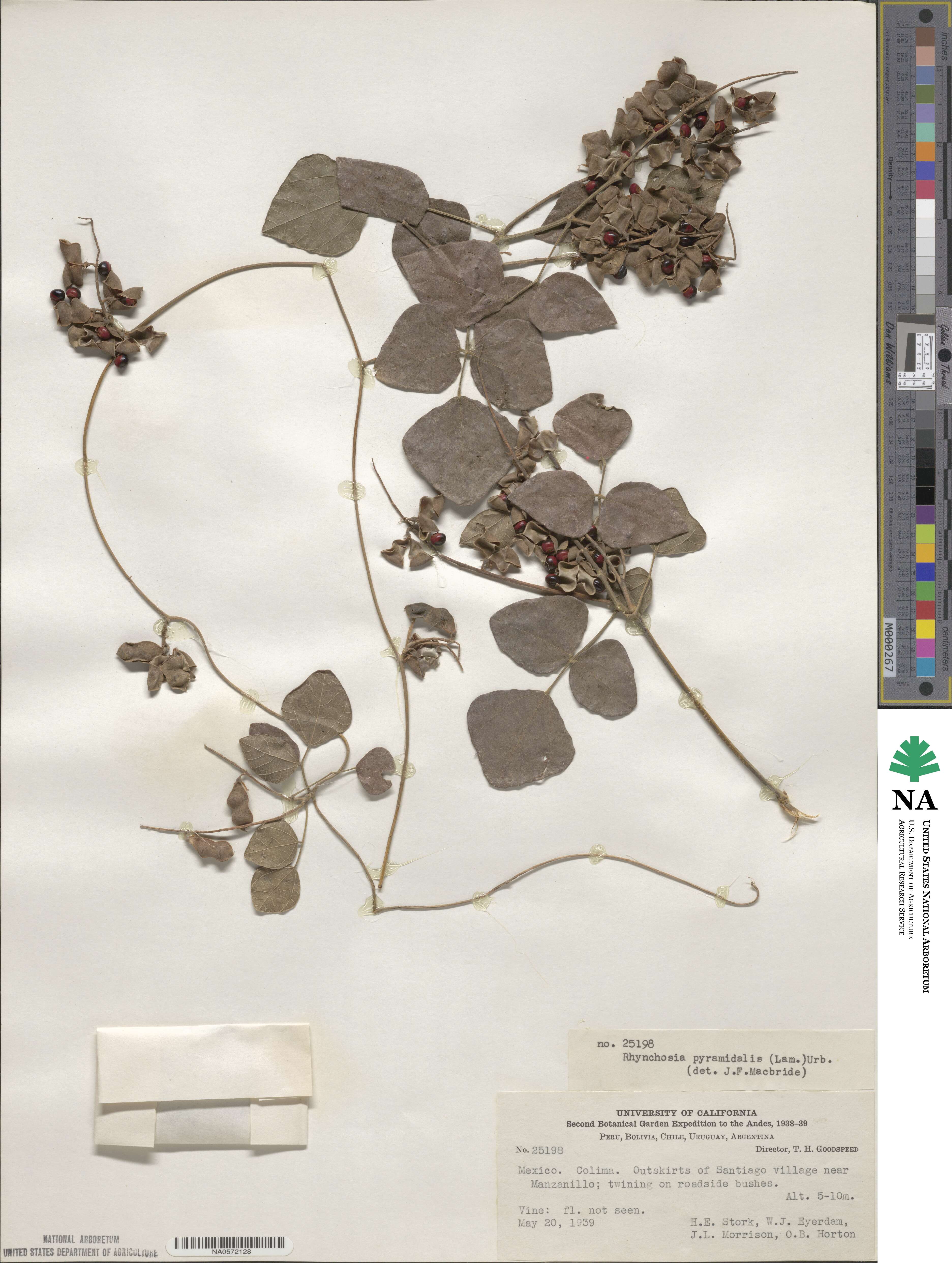 Rhynchosia pyramidalis image