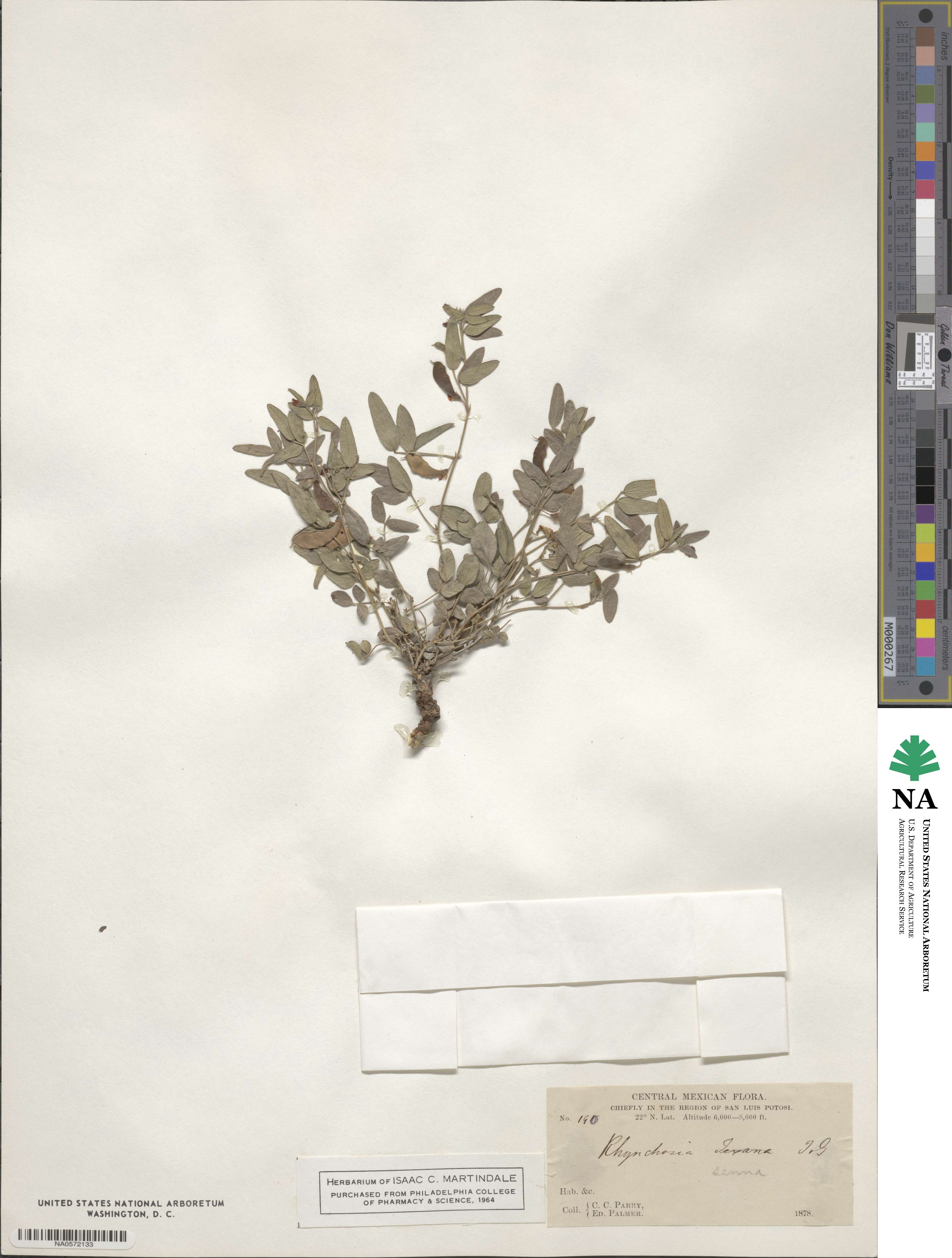 Rhynchosia senna image